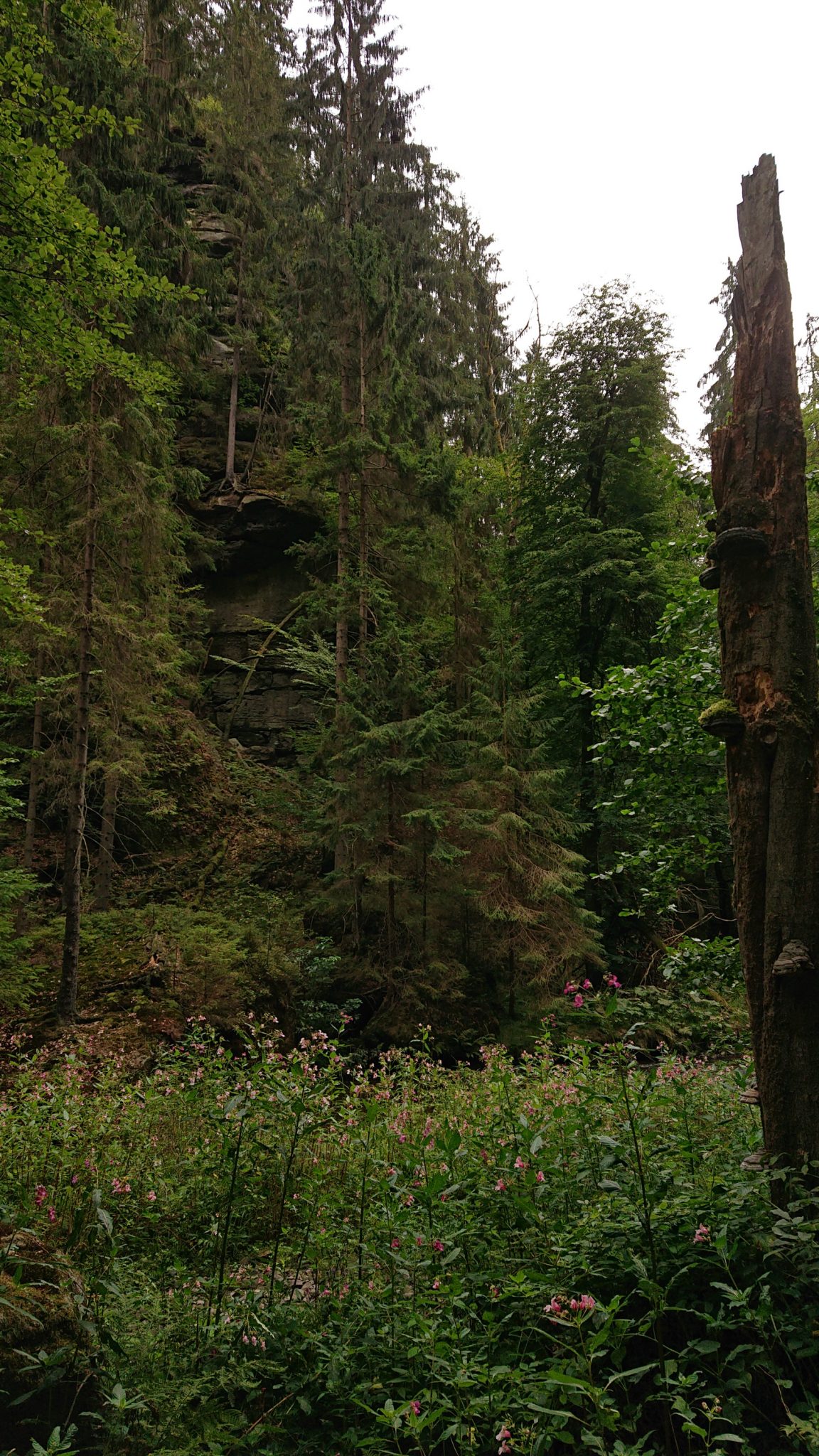 Wanderung durch Polenztal zur Bastei und zu Schwedenlöcher, Wanderweg im Polenztal, saftig grüner Wald, Weg neben Fluß Polenz, Wildblumen wachsen im Tal