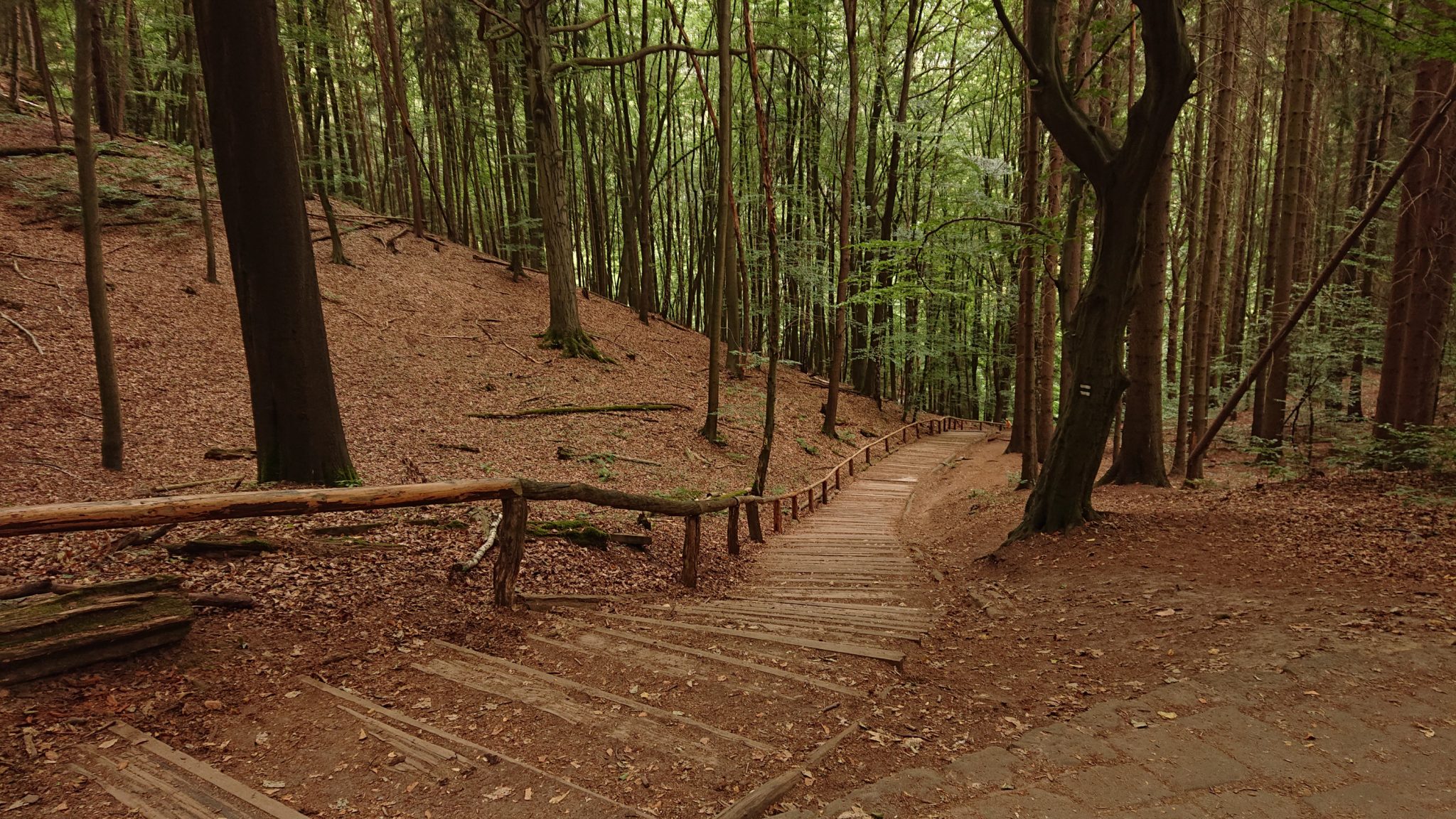Wanderung durch Polenztal zur Bastei und zu Schwedenlöcher, Wanderweg zur Bastei, viele Treppen durch schönen Wald, weniger Menschen als erwartet sind unterwegs