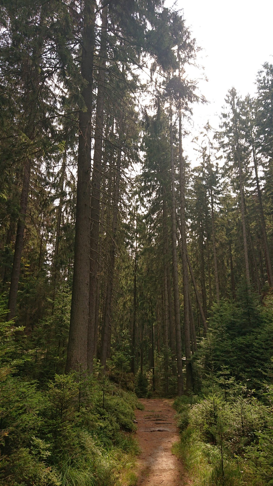 Kirnitzschklamm Hermanseck und Königsplatz im Kirnitzschtal wandern, Wanderweg im Wanderparadies Sächsische Schweiz mit vielen tollen Aussichten, riesiger Felsennationalpark, schmaler Pfad im Wald