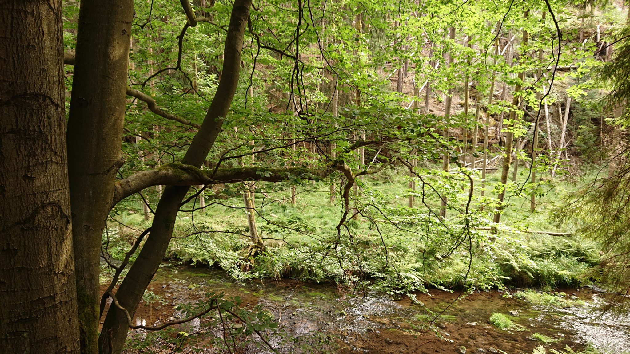 Kirnitzschklamm Hermanseck und Königsplatz im Kirnitzschtal wandern, Wanderweg im Wanderparadies Sächsische Schweiz mit vielen tollen Aussichten, riesiger Felsennationalpark, Bach fließt durch Nationalpark in die Kirnitzsch