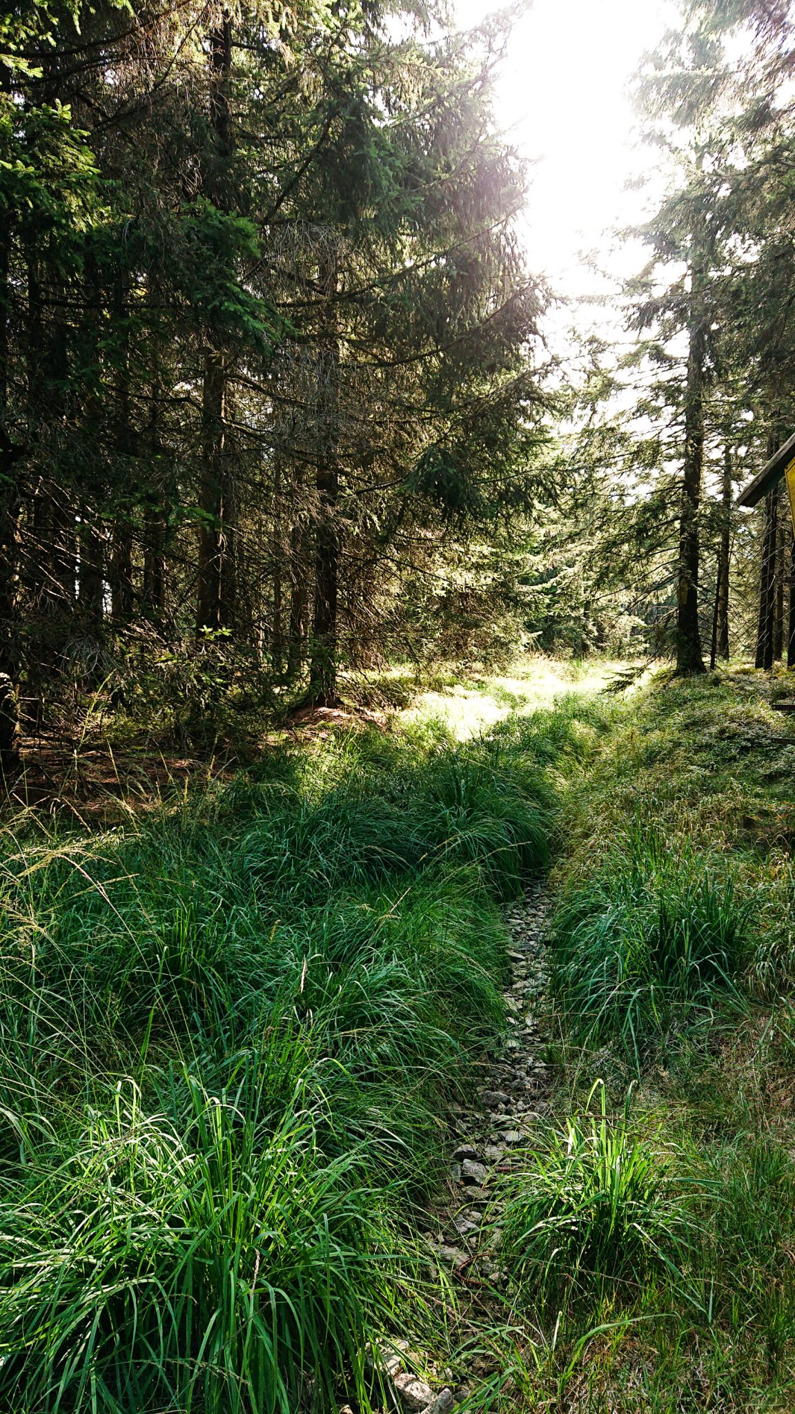 Großer Beerberg Schneekopf und Teufelskanzel, Gipfeltour Wanderung im Thüringer Wald, sehr schmaler Pfad durch schönen Wald, saftig grüne Wiese