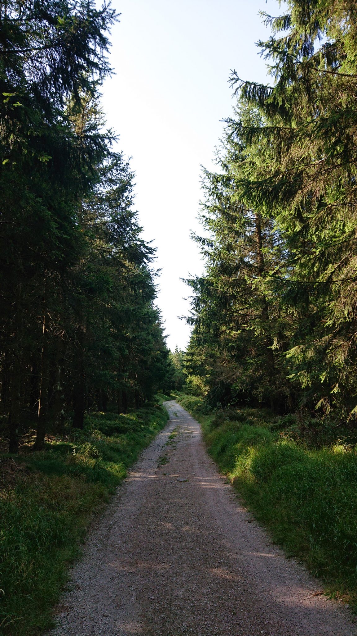 Großer Beerberg Schneekopf und Teufelskanzel, Gipfeltour Wanderung im Thüringer Wald, Weg umringt von meist Nadelbäumen
