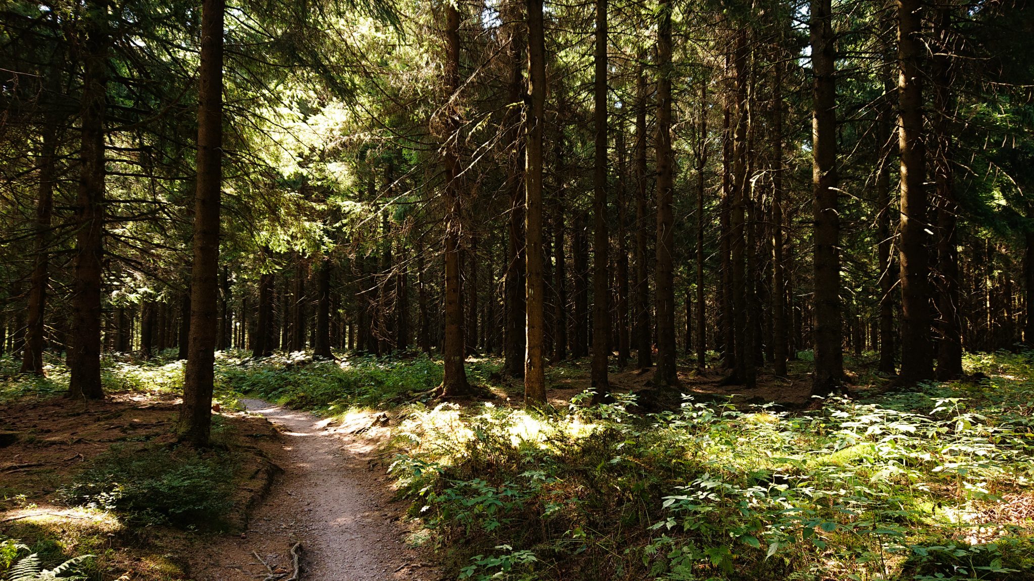 Großer Beerberg Schneekopf und Teufelskanzel, Gipfeltour Wanderung im Thüringer Wald, schöner Wanderweg durch Wald