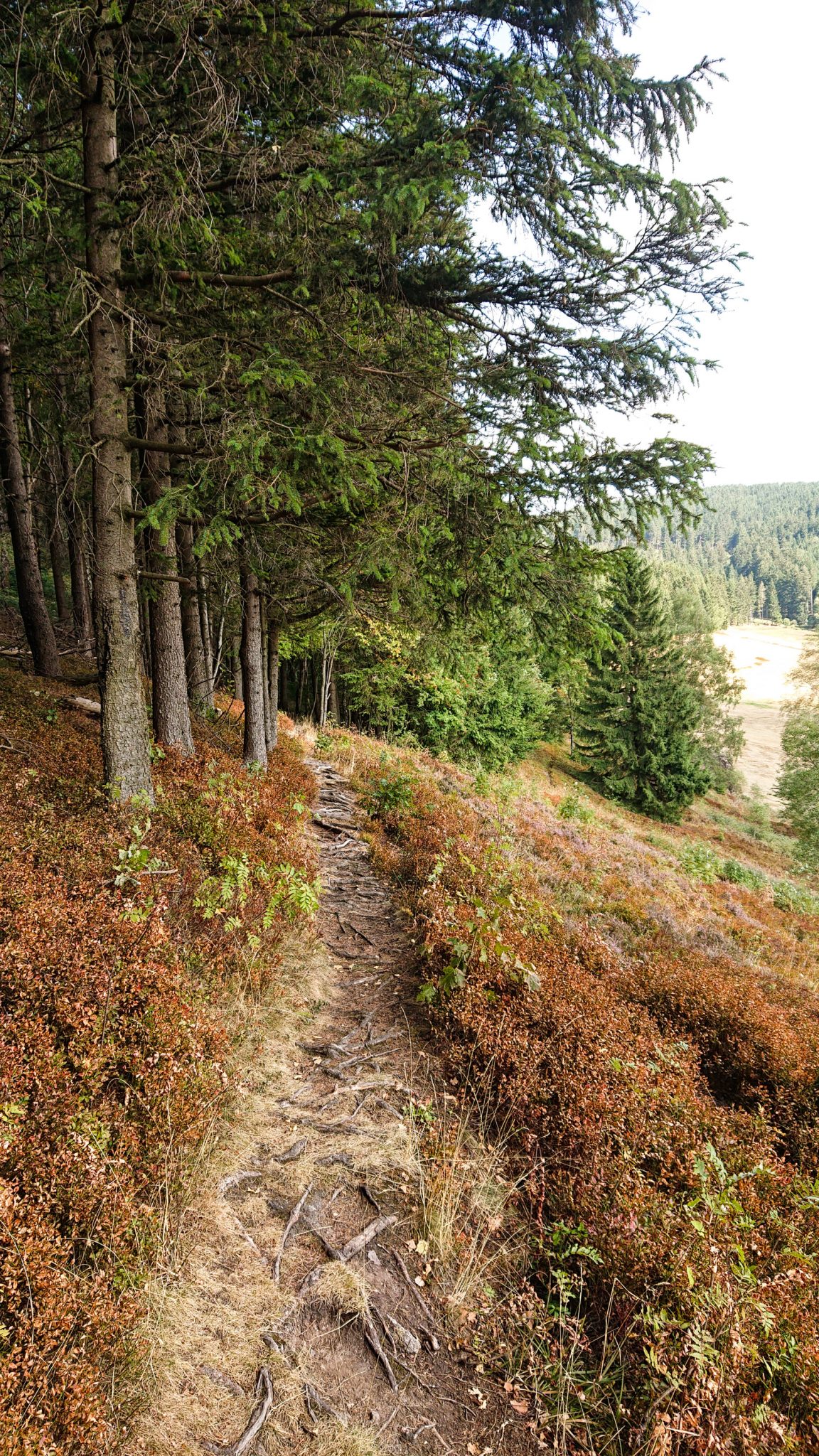 Großer Beerberg Schneekopf und Teufelskanzel, Gipfeltour Wanderung im Thüringer Wald, schmaler Pfad am Waldesrand