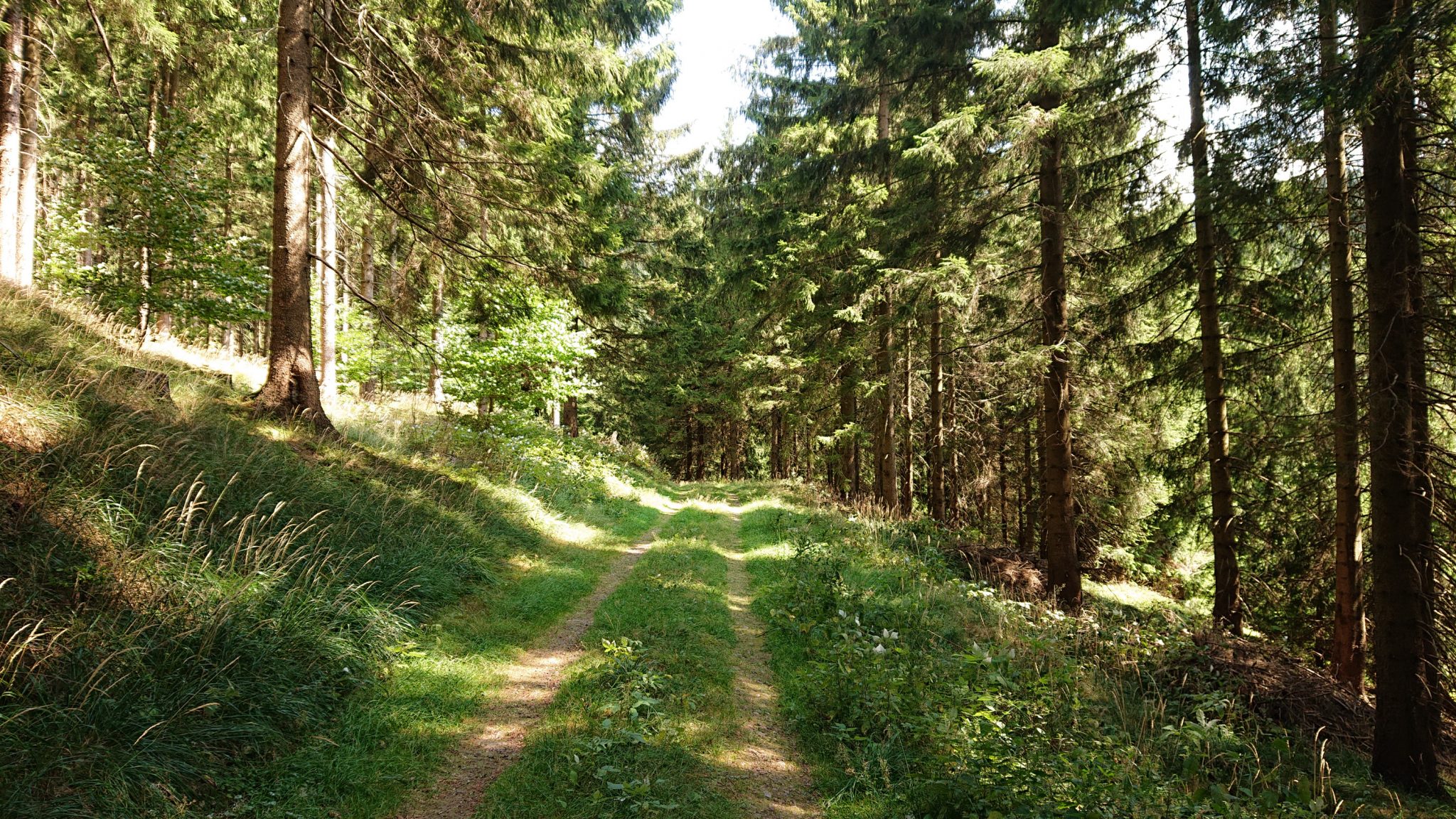 Großer Beerberg Schneekopf und Teufelskanzel, Gipfeltour Wanderung im Thüringer Wald, schöner Wanderweg durch Wald
