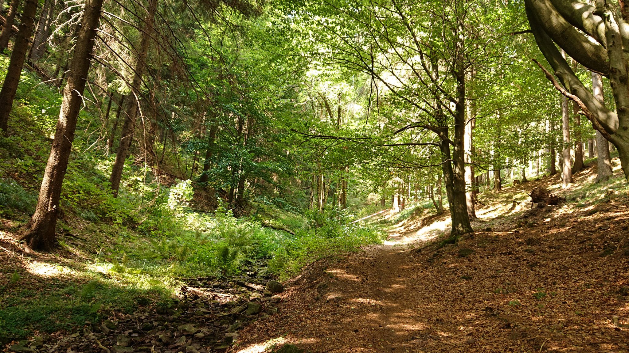 Großer Beerberg Schneekopf und Teufelskanzel, Gipfeltour Wanderung im Thüringer Wald, schöner Wanderweg durch Wald