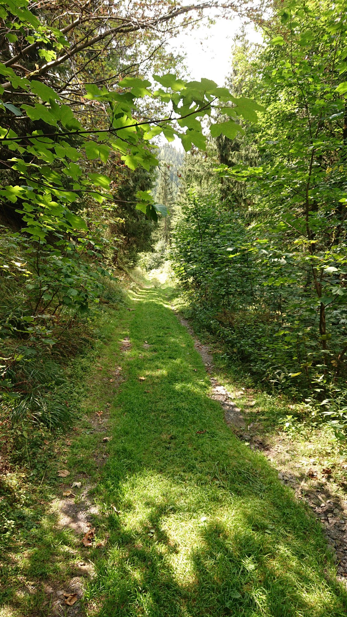 Großer Beerberg Schneekopf und Teufelskanzel, Gipfeltour Wanderung im Thüringer Wald, schöner Wanderweg durch Wald