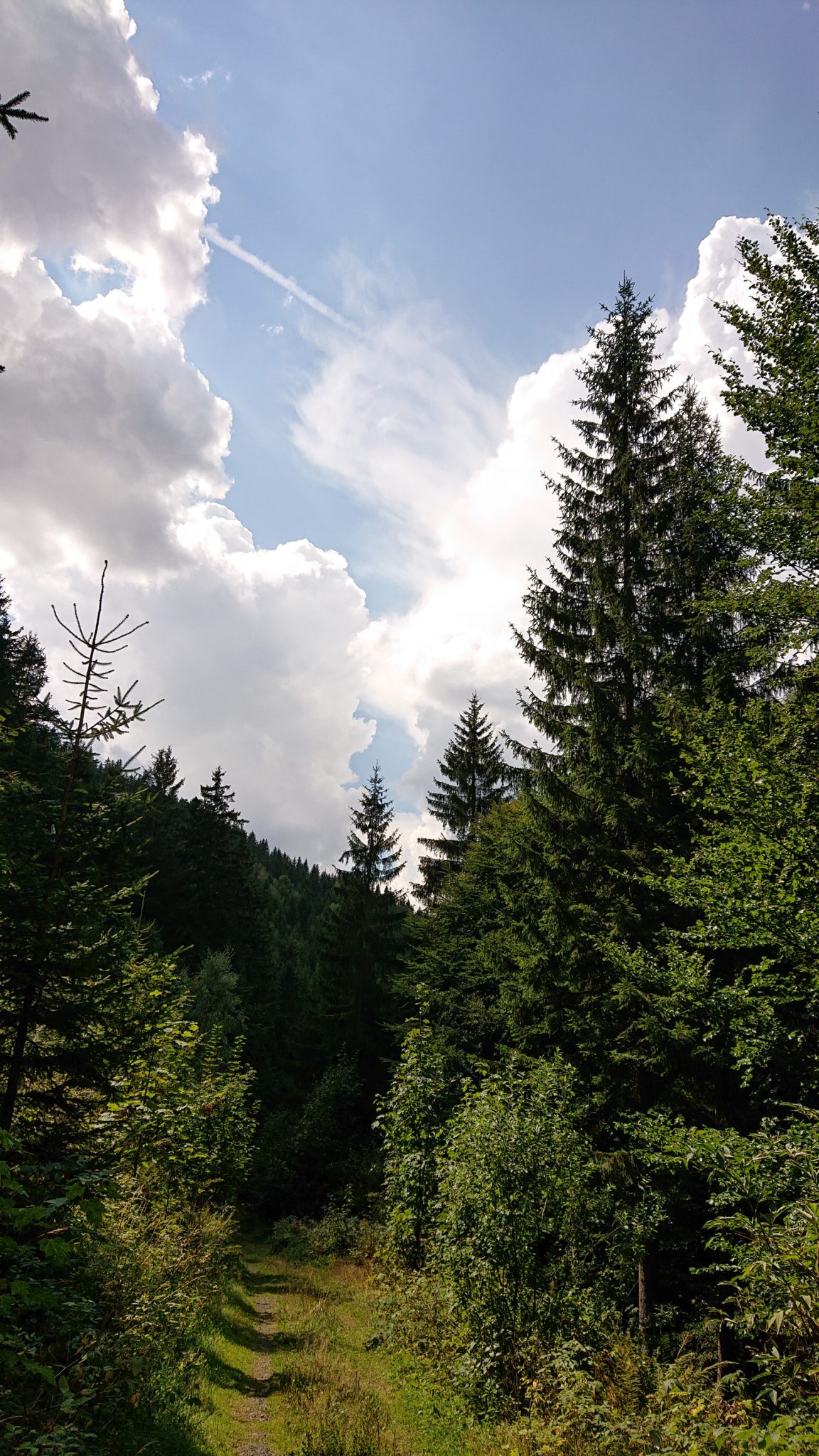 Großer Beerberg Schneekopf und Teufelskanzel, Gipfeltour Wanderung im Thüringer Wald, schöner Wanderweg durch Wald