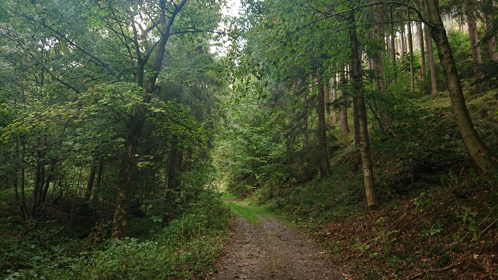 Großer Beerberg Schneekopf und Teufelskanzel, Gipfeltour Wanderung im Thüringer Wald, schöner Wanderweg durch Wald