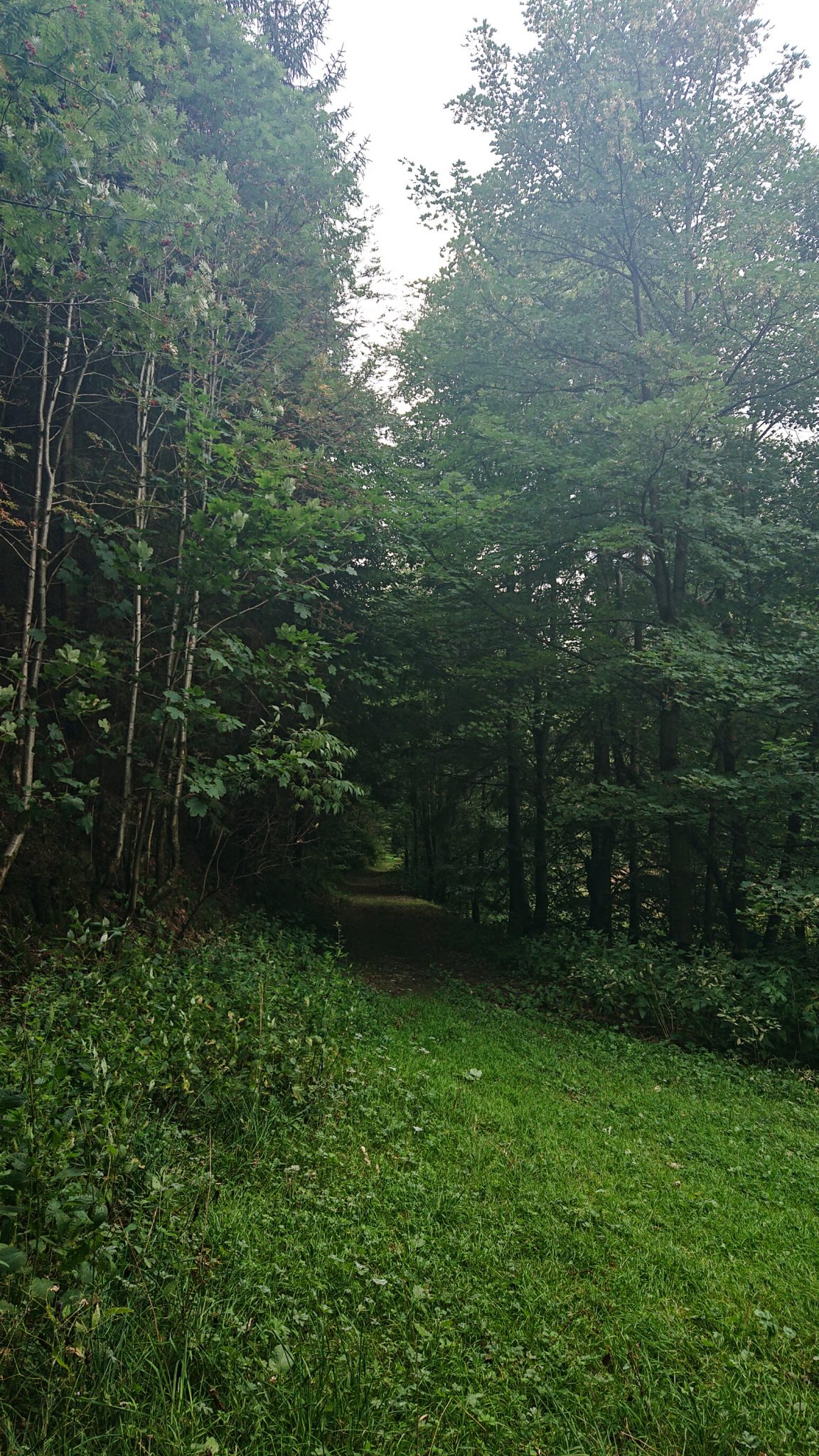 Großer Beerberg Schneekopf und Teufelskanzel, Gipfeltour Wanderung im Thüringer Wald, schöner Wanderweg durch Wald über Wiese