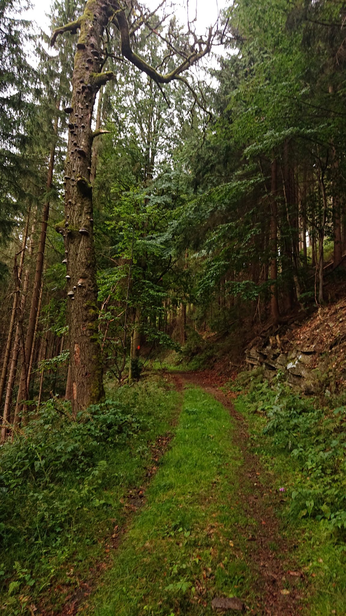 Großer Beerberg Schneekopf und Teufelskanzel, Gipfeltour Wanderung im Thüringer Wald, schöner Wanderweg durch Wald über Wiese