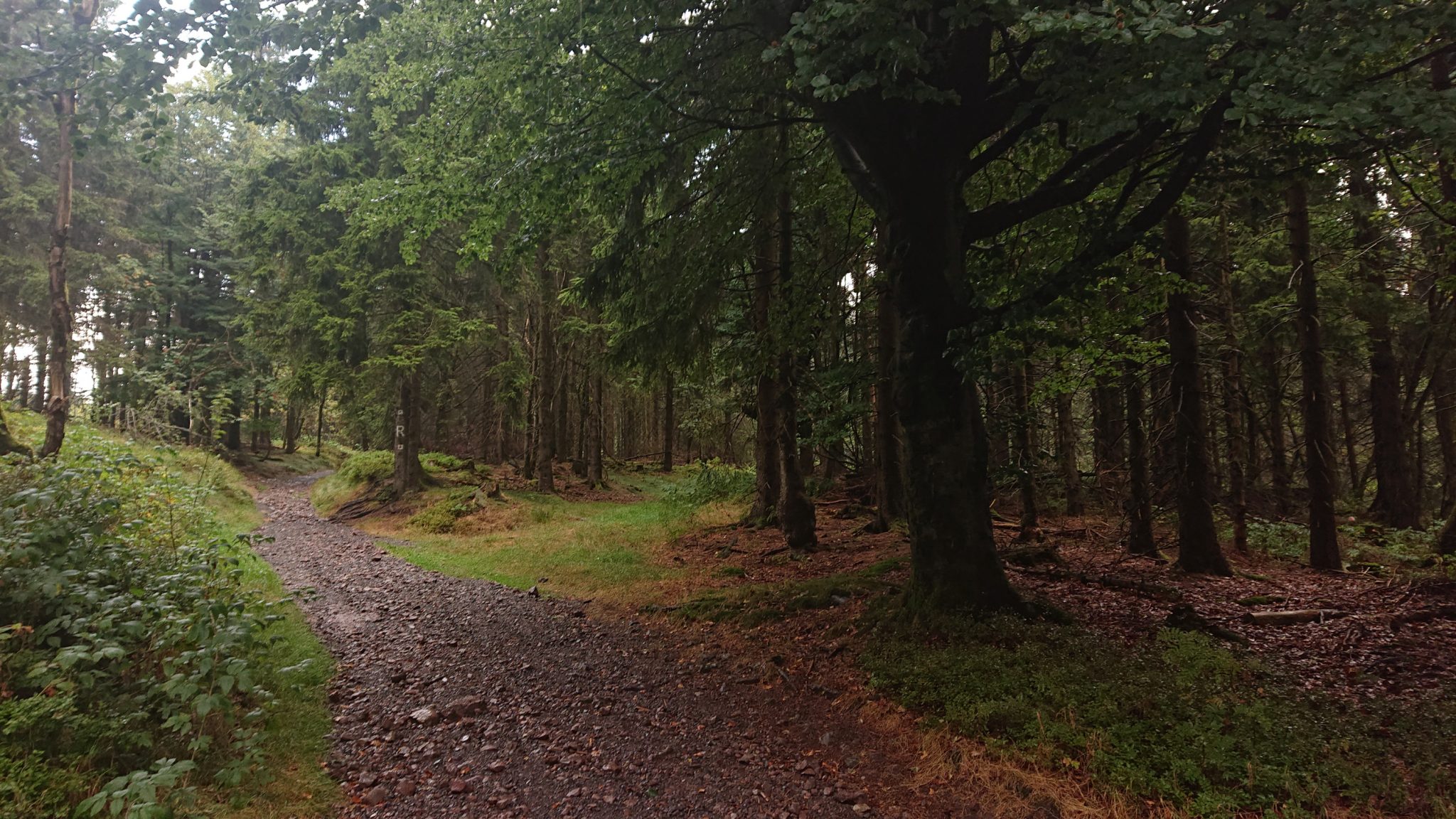 Großer Beerberg Schneekopf und Teufelskanzel, Gipfeltour Wanderung im Thüringer Wald, schöner Wanderweg durch Wald