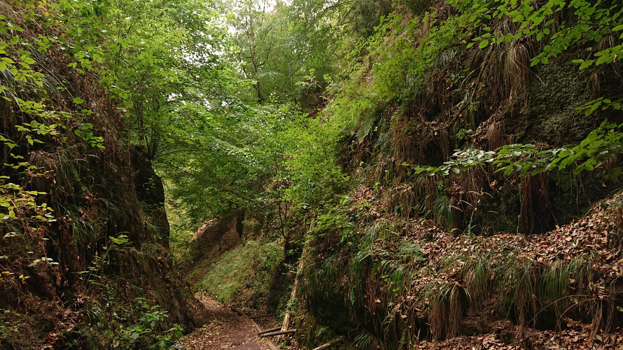 Drachenschlucht und Landgrafenschlucht - Schluchtentour bei Eisenach wandern, schmale Wege und schöner Wald