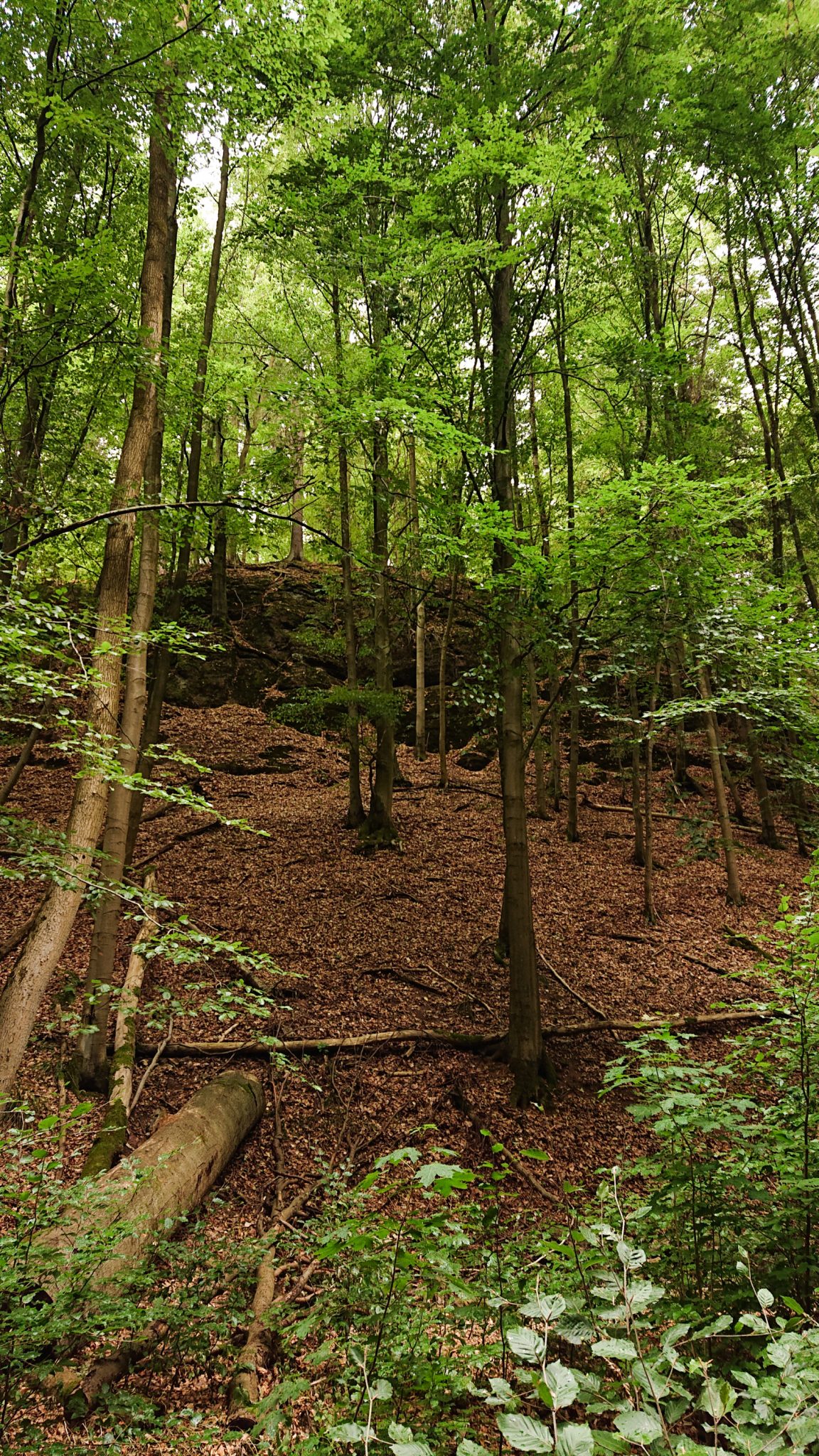 Drachenschlucht und Landgrafenschlucht - Schluchtentour bei Eisenach wandern, Wald mit Laubbäumen