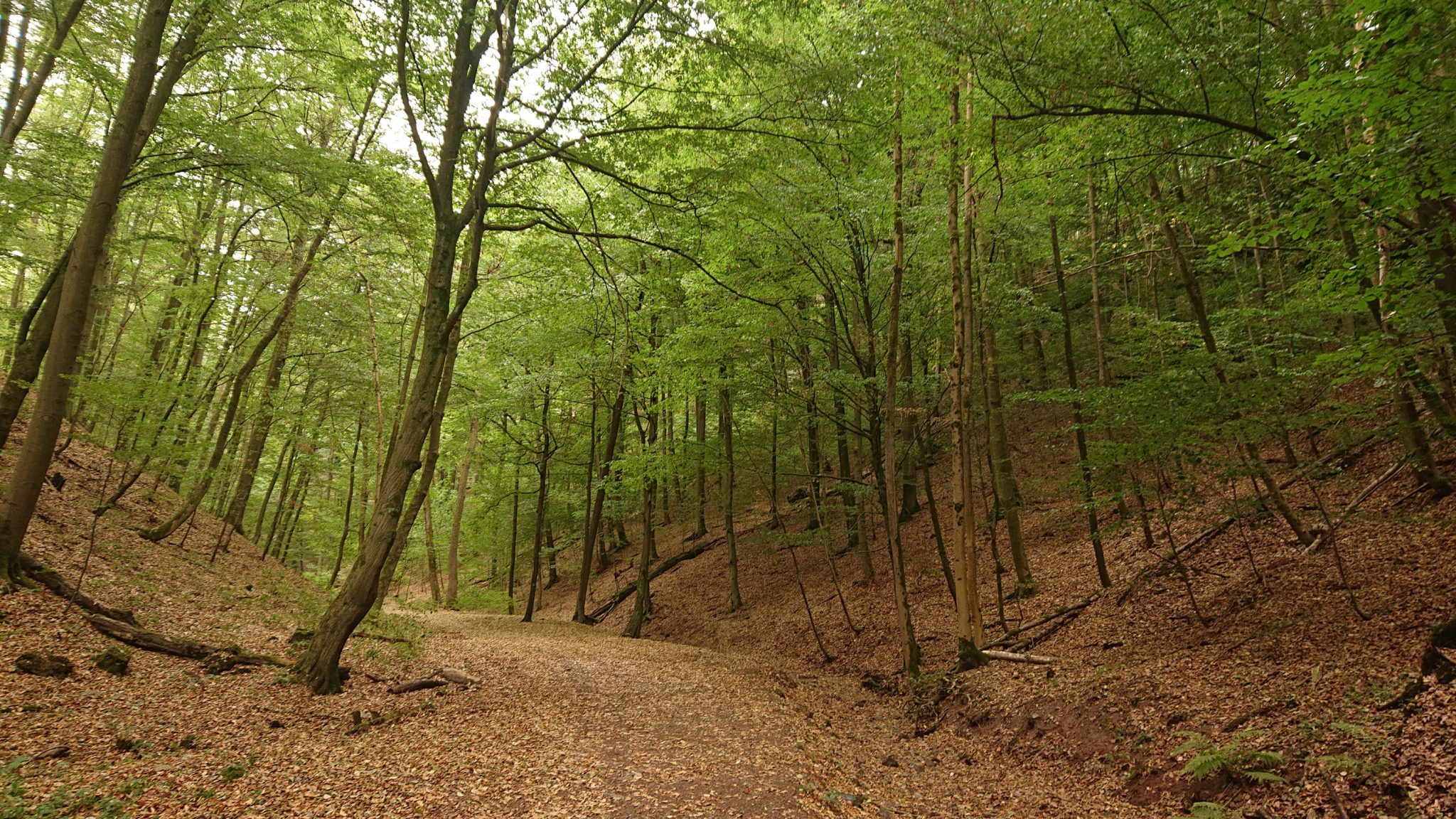 Drachenschlucht und Landgrafenschlucht - Schluchtentour bei Eisenach wandern, schmale Wege und schöner Wald