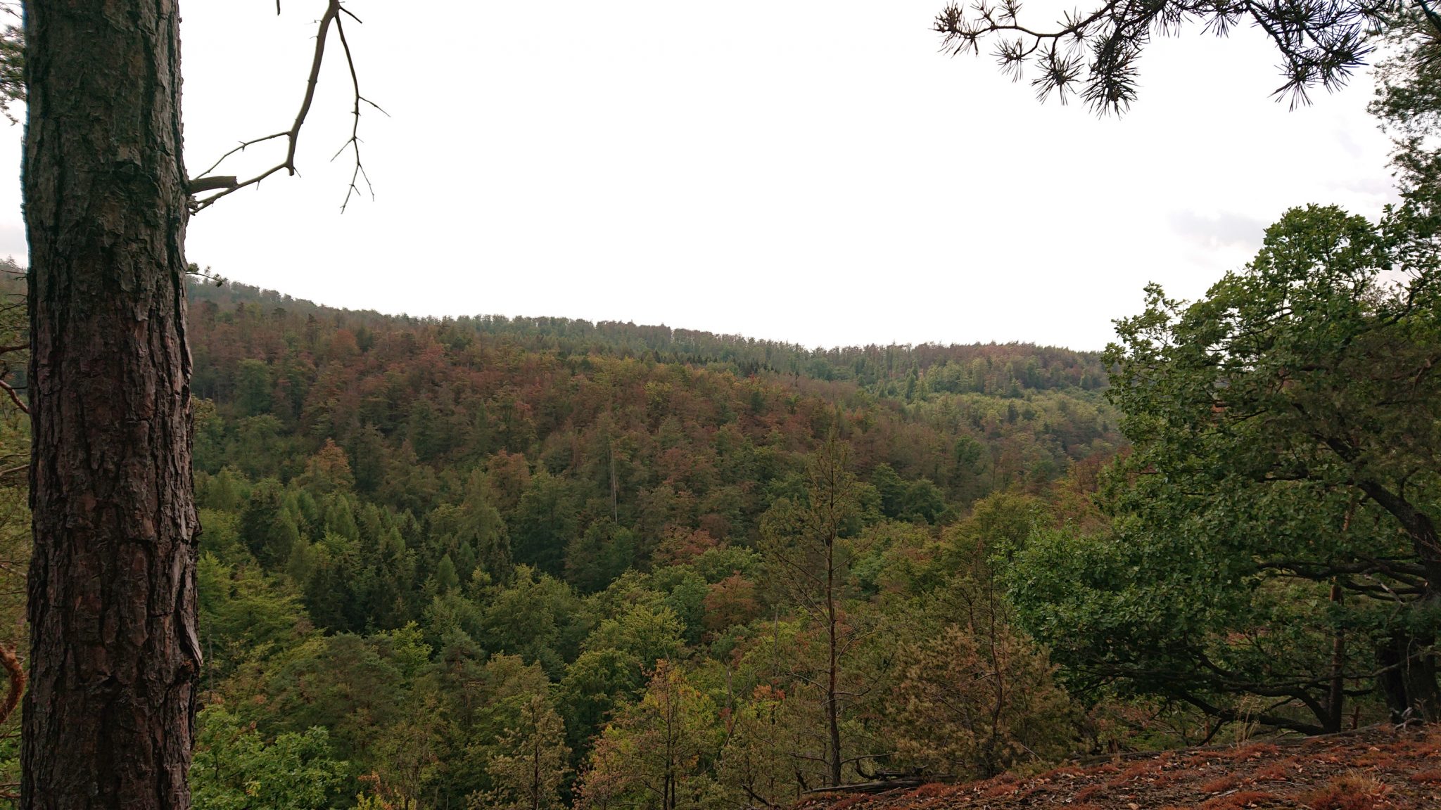 Drachenschlucht und Landgrafenschlucht - Schluchtentour bei Eisenach wandern, schmale Wege und schöne Aussicht auf Wald