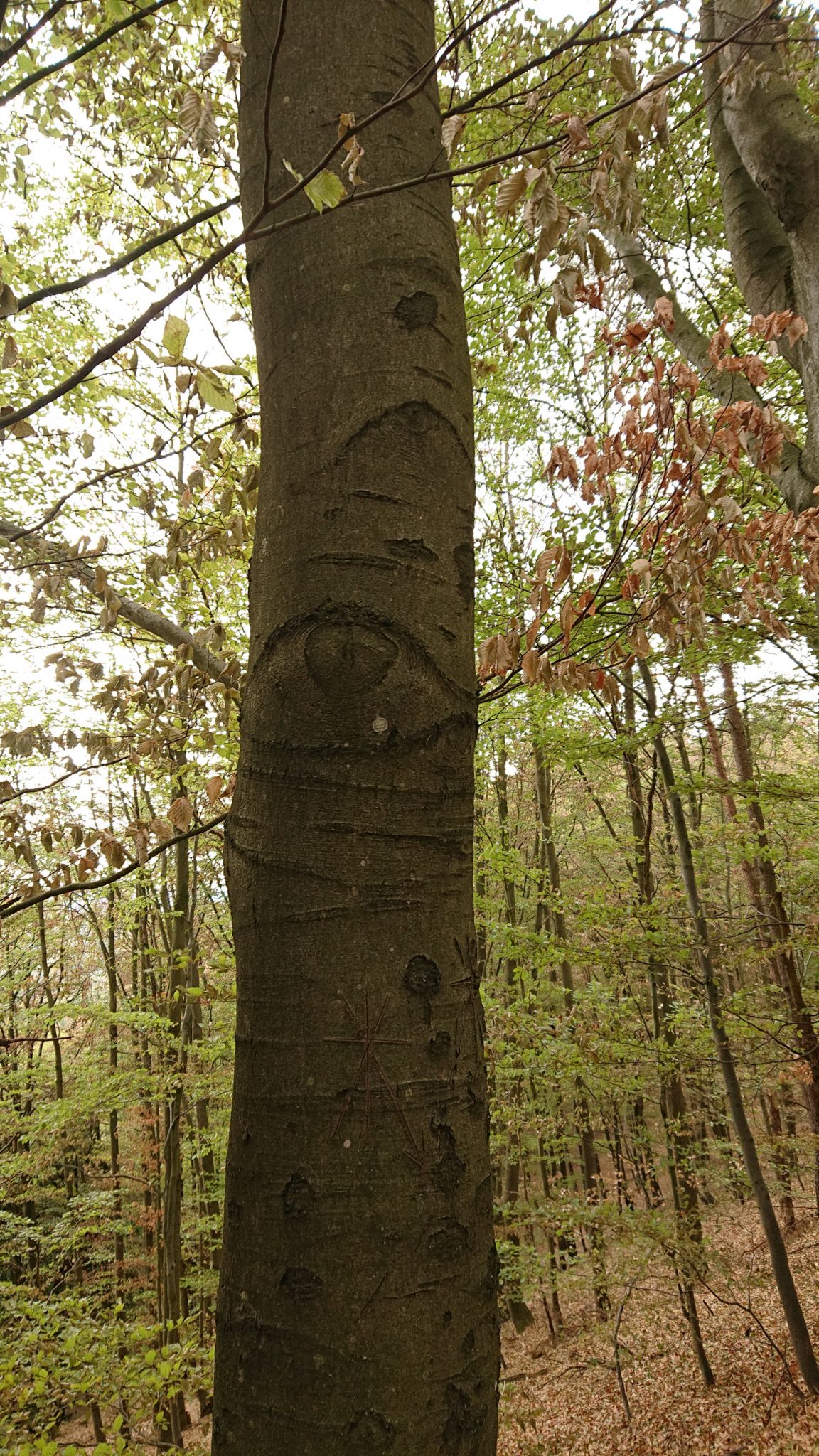 Drachenschlucht und Landgrafenschlucht - Schluchtentour bei Eisenach wandern, Baum mit natürlicher Markierung Auge