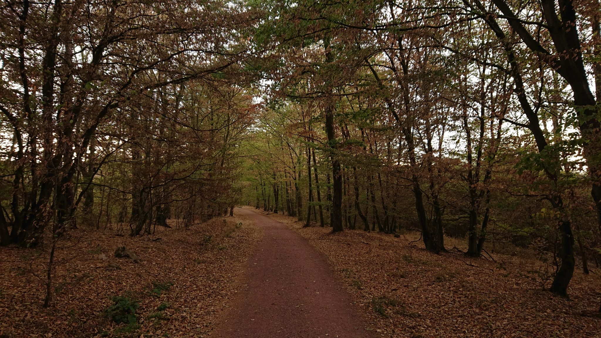 Drachenschlucht und Landgrafenschlucht - Schluchtentour bei Eisenach wandern, schmale Wege durch Wald