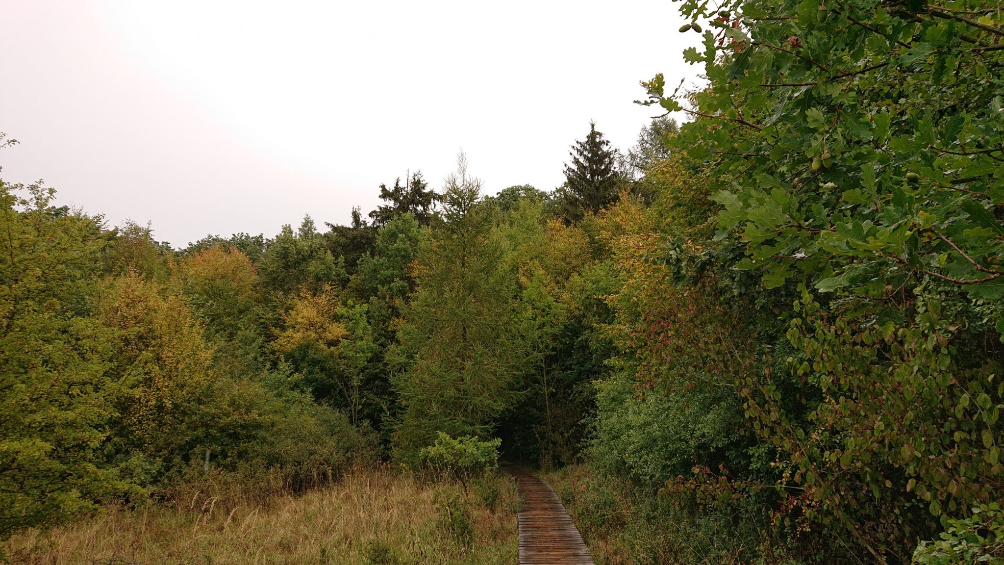 Nationalpark Hainich Saugrabenweg und Betteleichenweg wandern, dichter, ursprünglicher Buchenwald