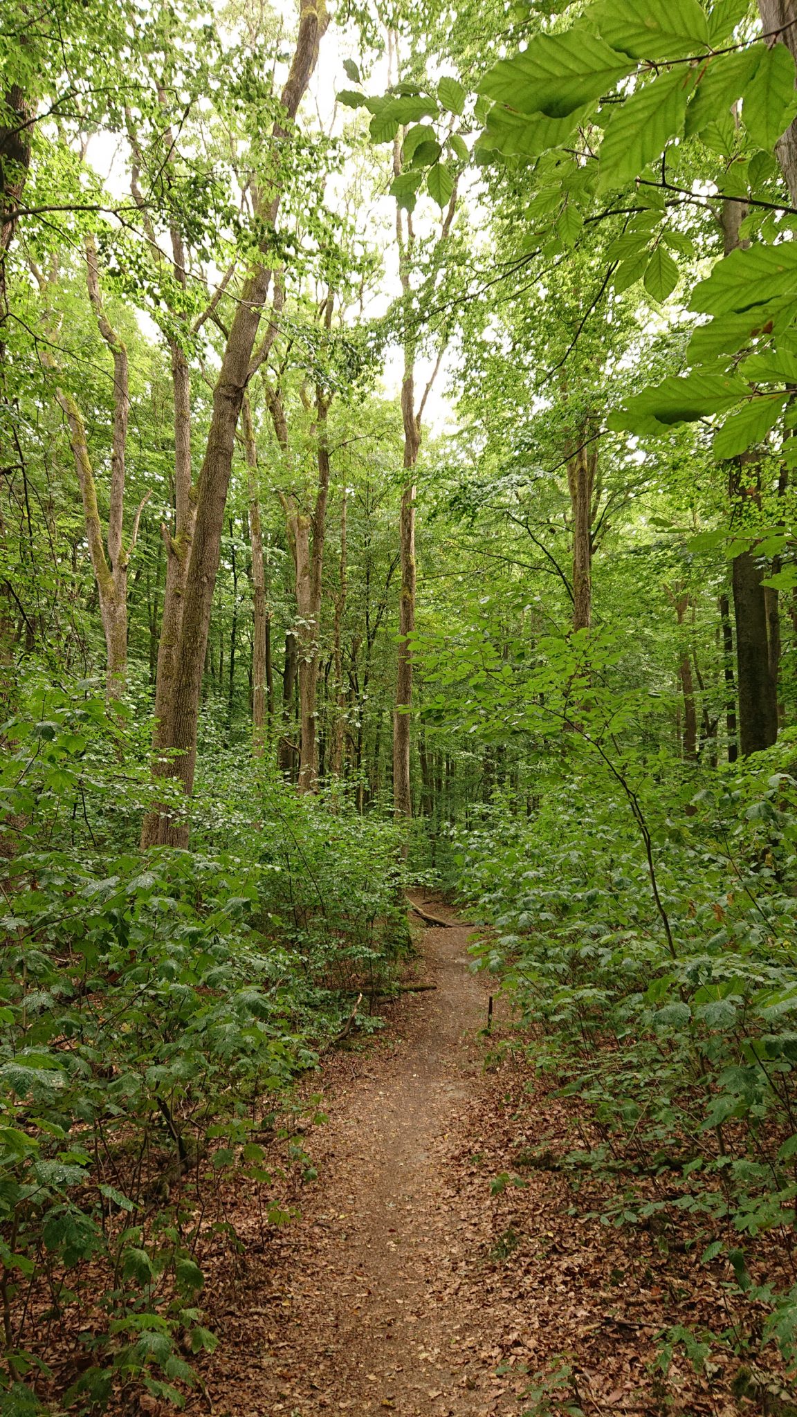 Nationalpark Hainich Saugrabenweg und Betteleichenweg wandern, dichter, ursprünglicher Buchenwald, schmaler toller Pfad