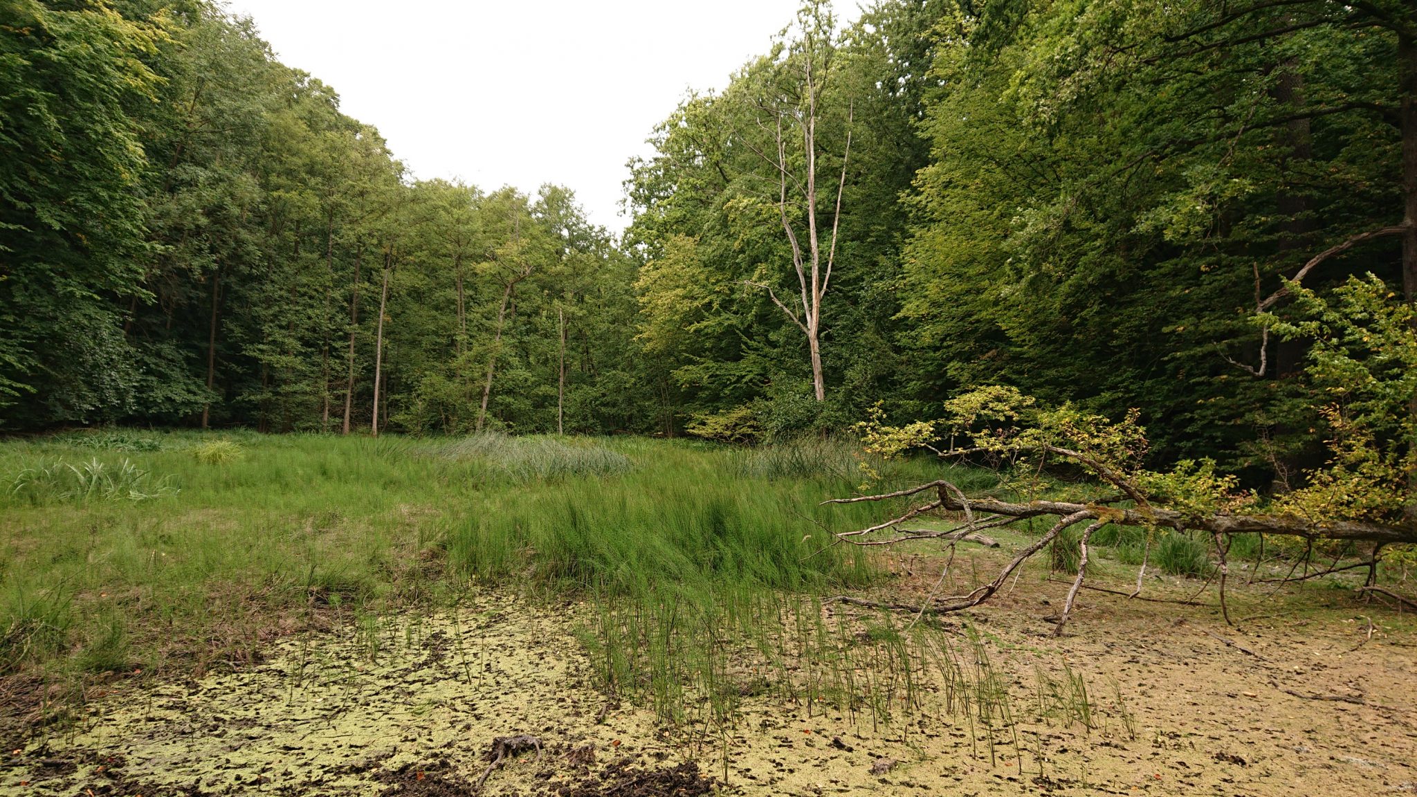 Nationalpark Hainich Saugrabenweg und Betteleichenweg wandern, dichter, ursprünglicher Buchenwald, kleiner natürlicher Teich