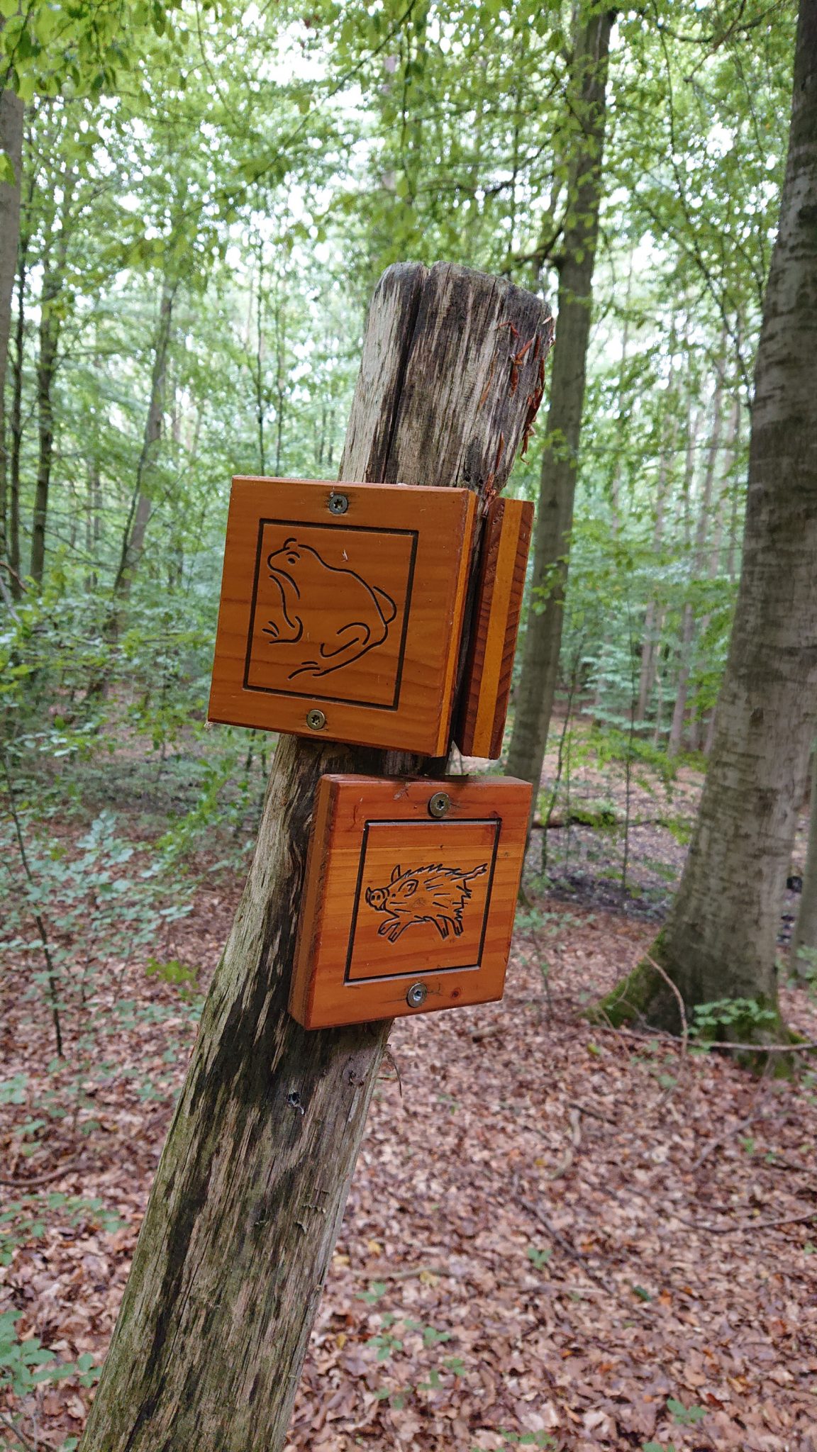 Nationalpark Hainich Saugrabenweg und Betteleichenweg wandern, Wegmarkierung mit Bildern von Tieren als Orientierung