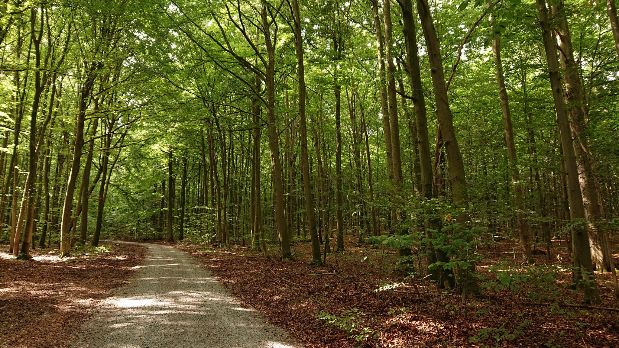 Nationalpark Hainich Saugrabenweg und Betteleichenweg wandern, dichter, ursprünglicher Buchenwald, schöner Wanderweg