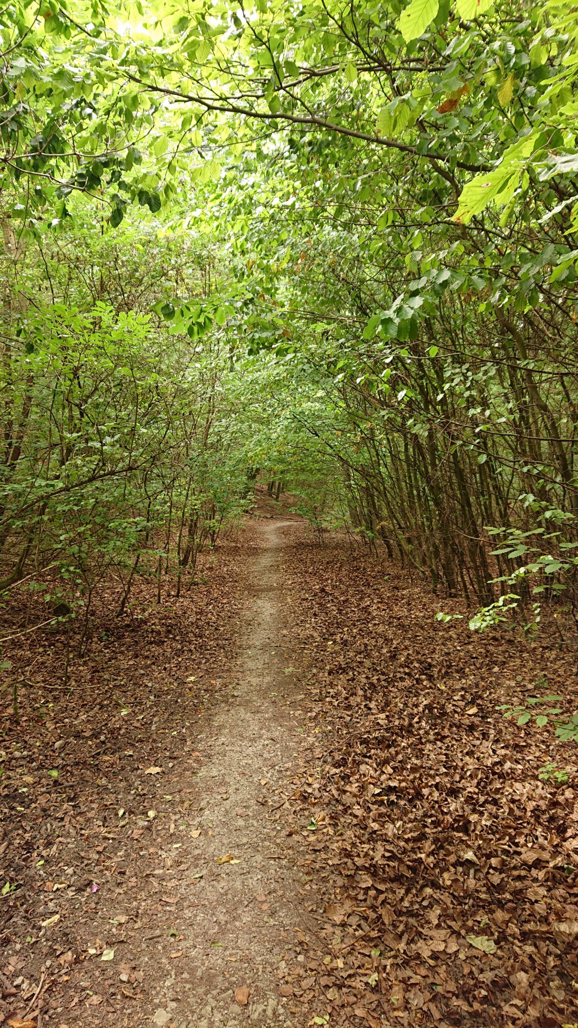 Nationalpark Hainich Saugrabenweg und Betteleichenweg wandern, dichter, ursprünglicher Buchenwald, schmaler toller Pfad