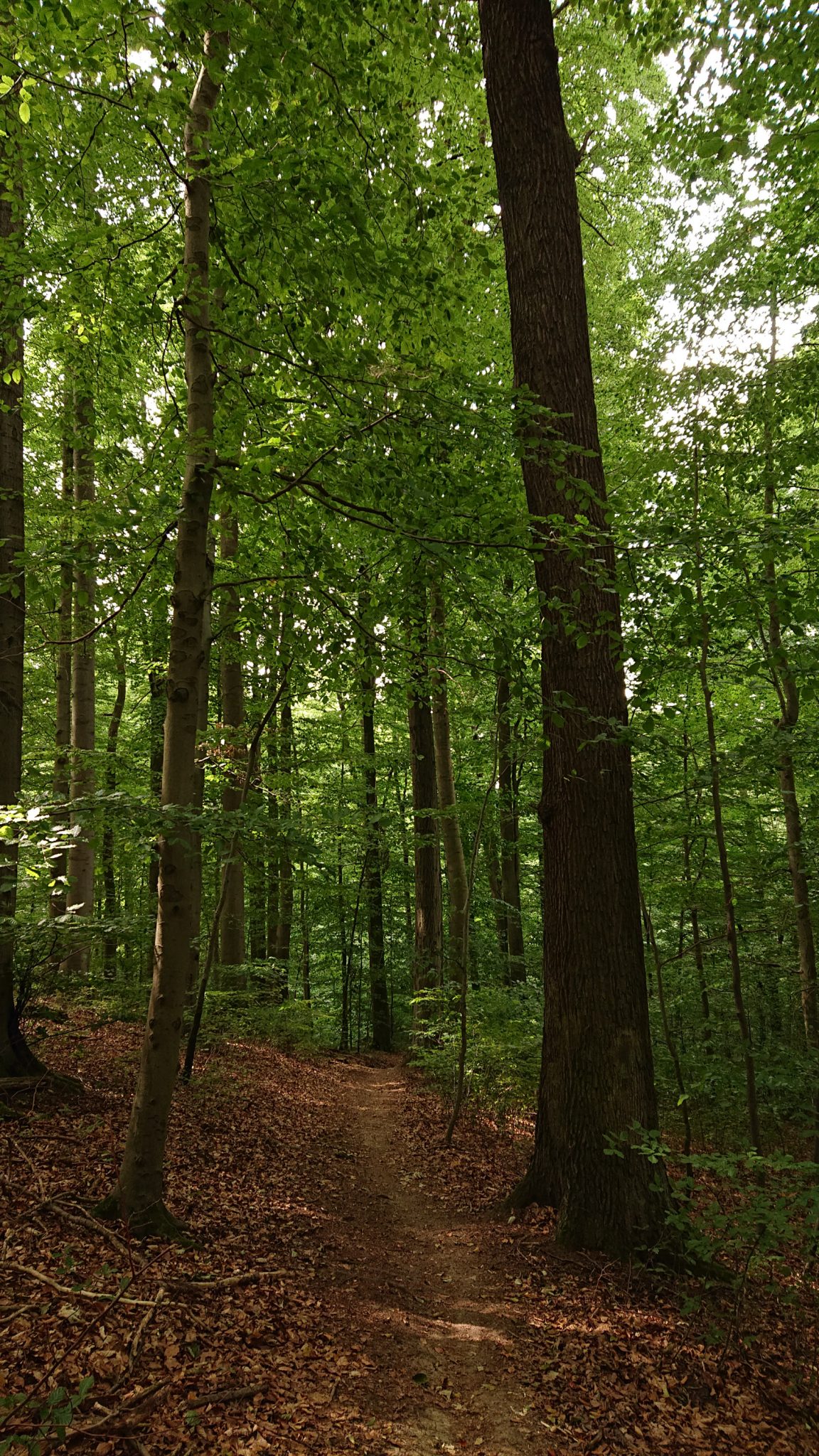 Nationalpark Hainich Saugrabenweg und Betteleichenweg wandern, dichter, ursprünglicher Buchenwald, schmaler toller Pfad