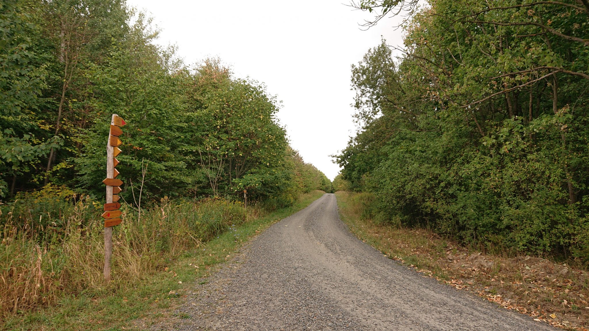 Nationalpark Hainich Saugrabenweg und Betteleichenweg wandern, dichter, ursprünglicher Buchenwald, breitere Wegabschnitte, Wegmarkierung