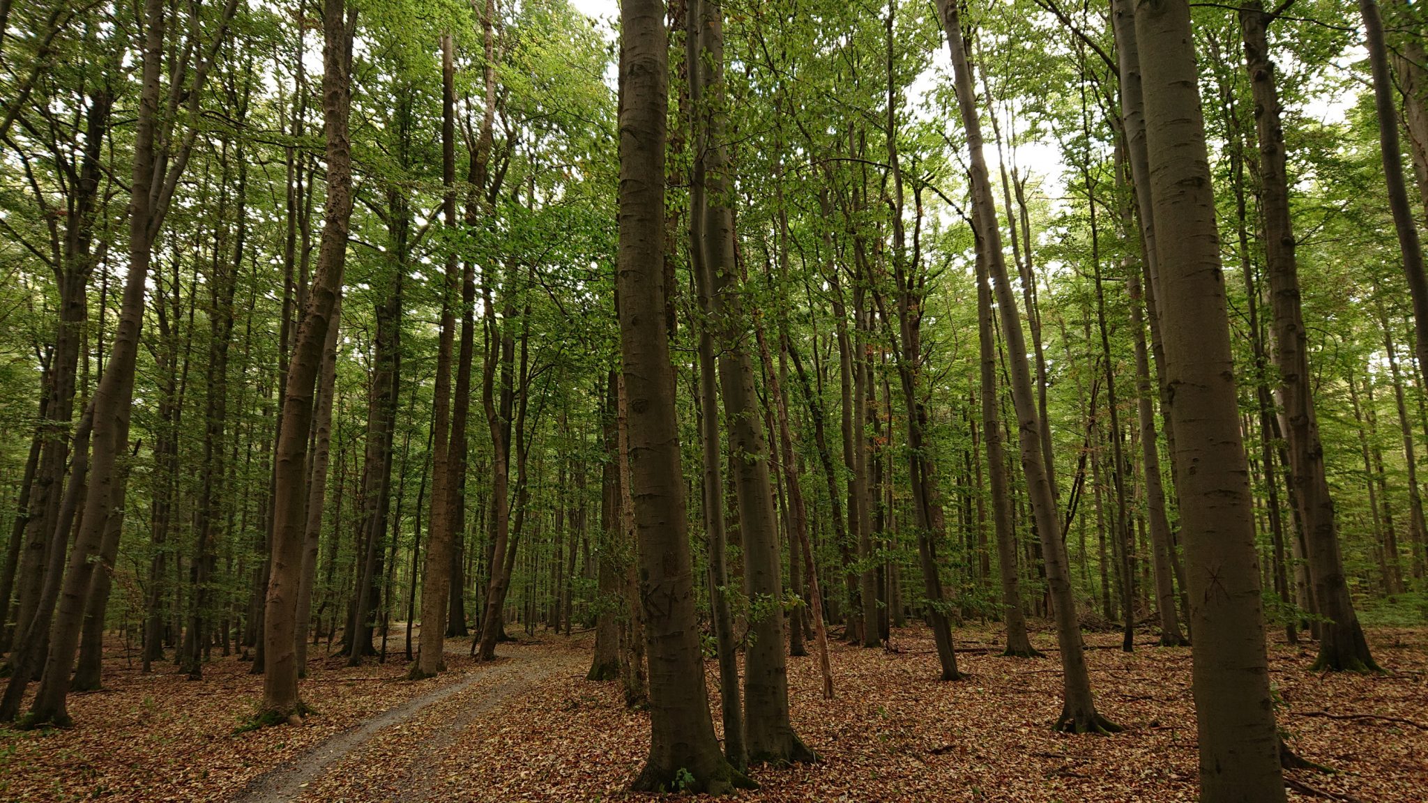 Nationalpark Hainich Saugrabenweg und Betteleichenweg wandern, dichter, ursprünglicher Buchenwald, tolle Atmosphäre, sehr schmaler Pfad