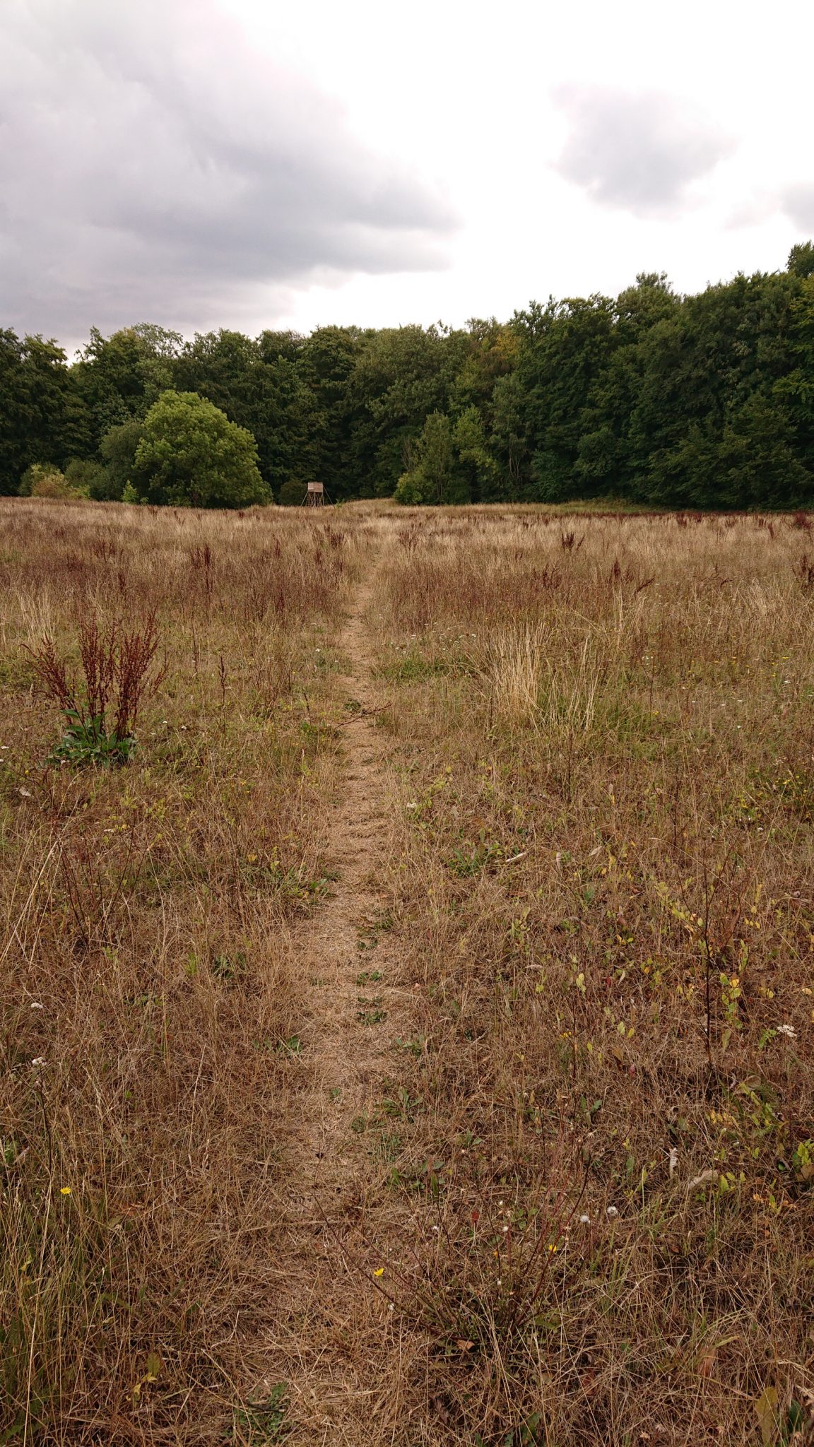 Nationalpark Hainich Saugrabenweg und Betteleichenweg wandern, quer feldein