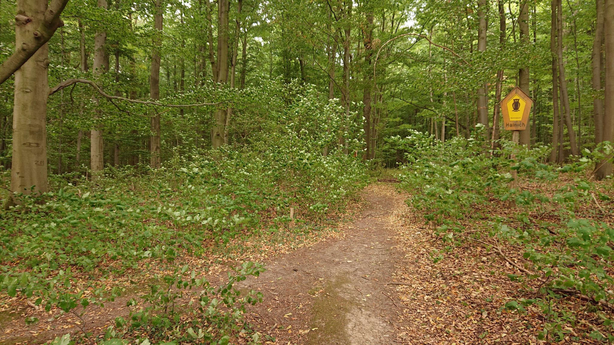 Nationalpark Hainich Saugrabenweg und Betteleichenweg wandern, dichter, ursprünglicher Buchenwald, tolle Atmosphäre, schmaler Pfad