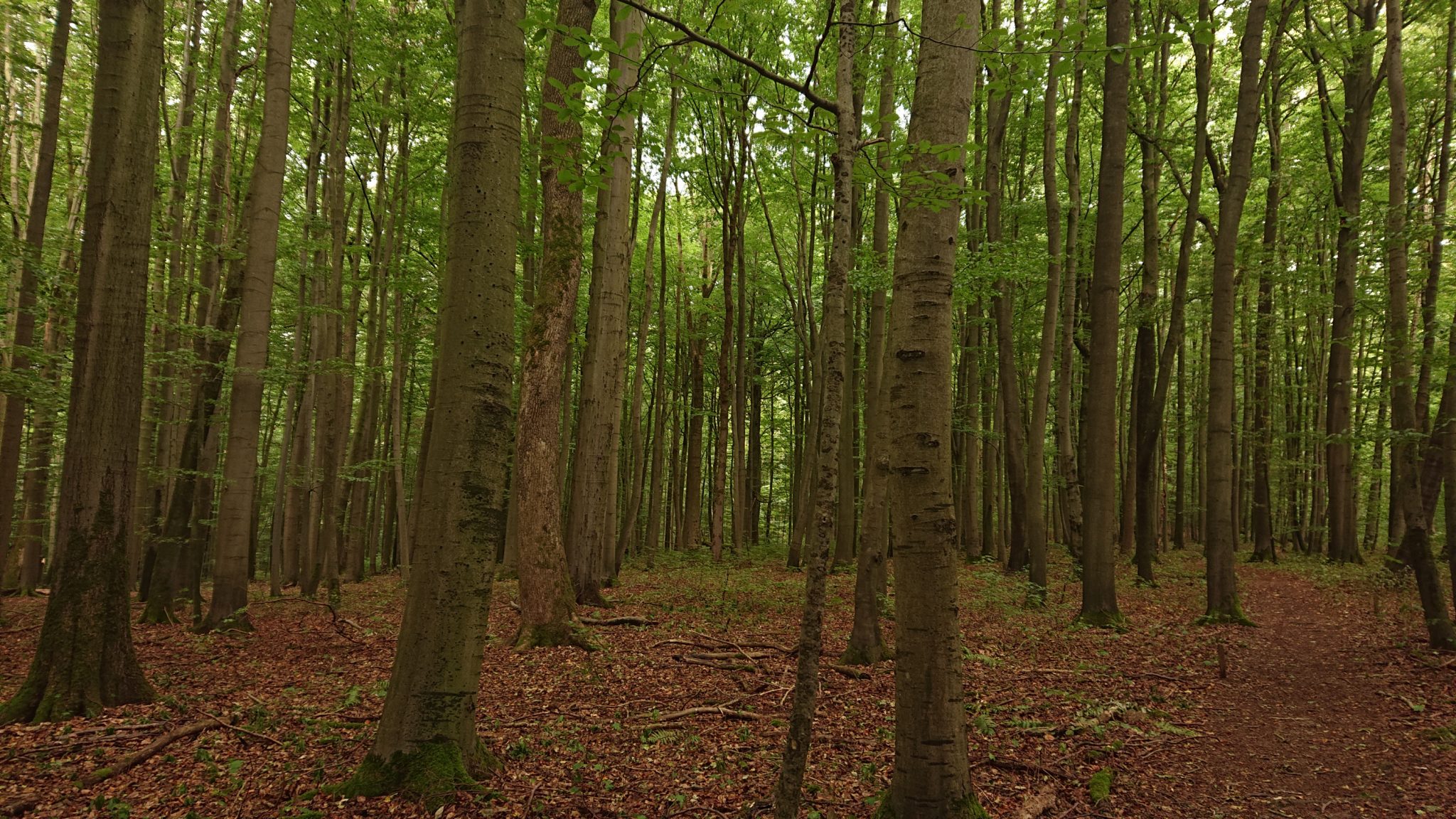 Nationalpark Hainich Saugrabenweg und Betteleichenweg wandern, dichter, ursprünglicher Buchenwald, tolle Atmosphäre, schmaler Pfad