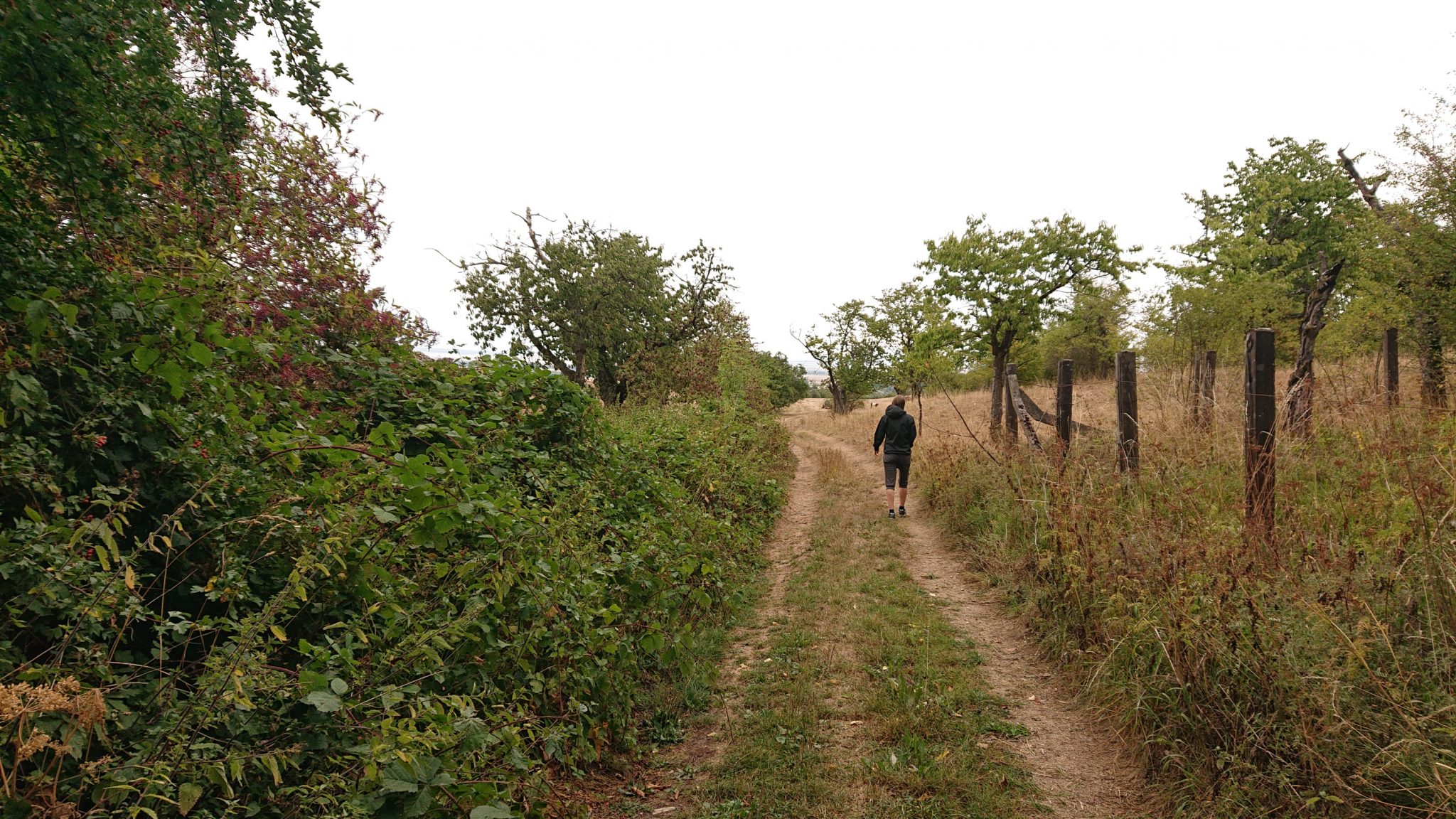 Nationalpark Hainich Saugrabenweg und Betteleichenweg wandern, letzter Abschnitt zurück zum Ausgangspunkt über Feldwege entlang Obstbaumplantagen