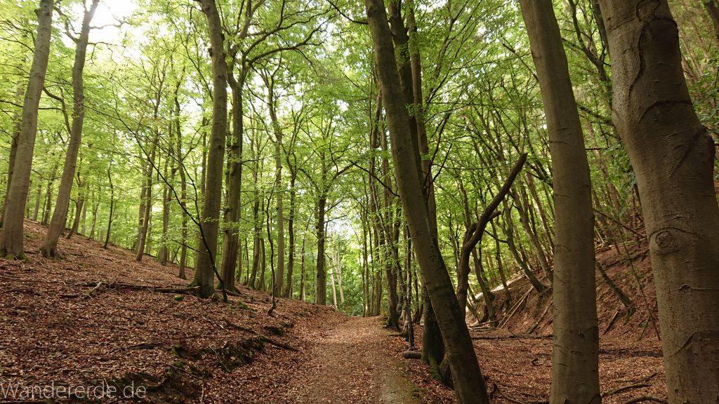 Urwaldsteig von Hemfurth nach Bringhausen zur Jausenstation, Nationalpark Kellerwald Edersee, naturbelassener Pfad im schönen Wald