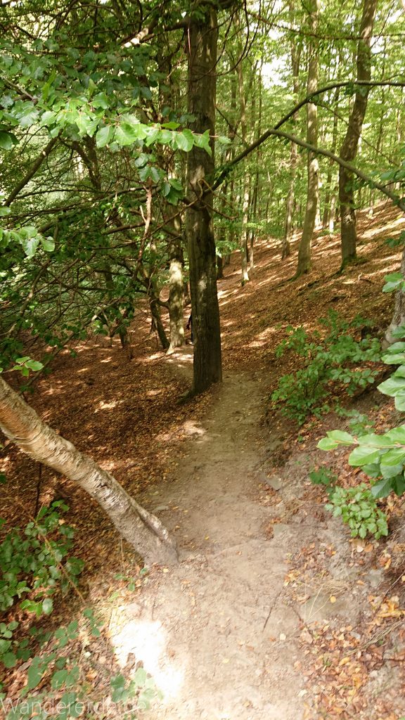 Urwaldsteig von Hemfurth nach Bringhausen zur Jausenstation, Nationalpark Kellerwald Edersee, naturbelassener Pfad im schönen Wald