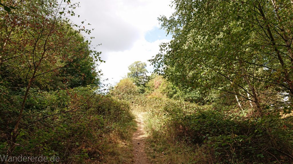 Urwaldsteig von Hemfurth nach Bringhausen zur Jausenstation, Nationalpark Kellerwald Edersee, naturbelassener Pfad im schönen Wald