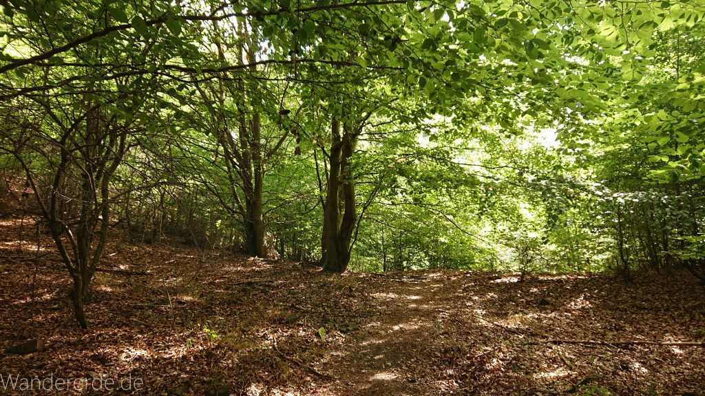 Urwaldsteig von Hemfurth nach Bringhausen zur Jausenstation, Nationalpark Kellerwald Edersee, naturbelassener Pfad im schönen Wald