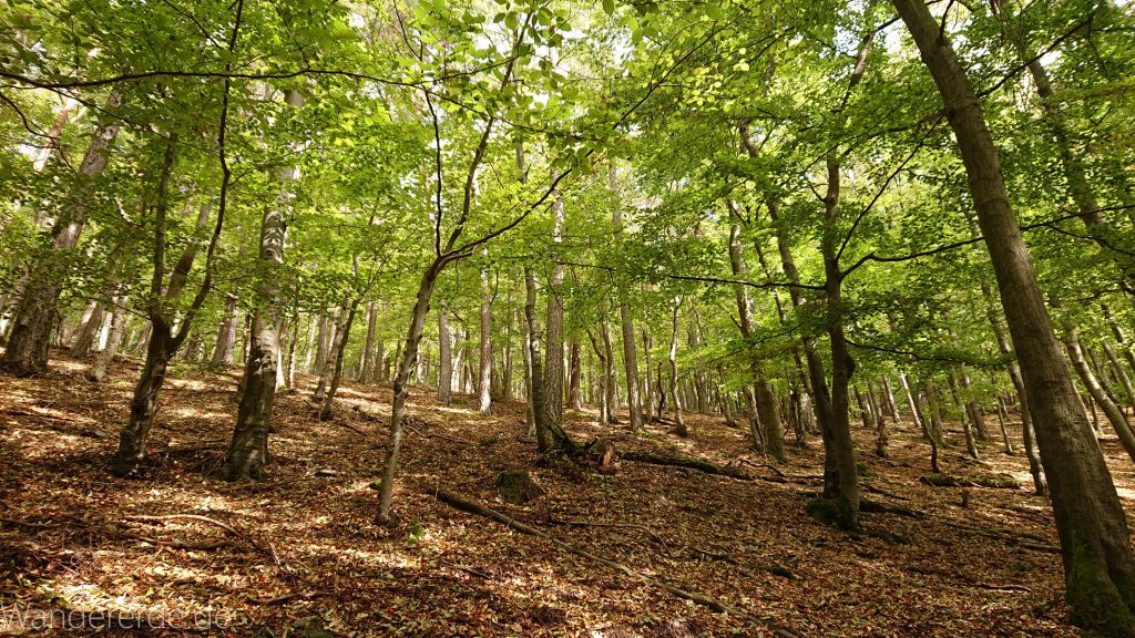 Urwaldsteig von Hemfurth nach Bringhausen zur Jausenstation, Nationalpark Kellerwald Edersee