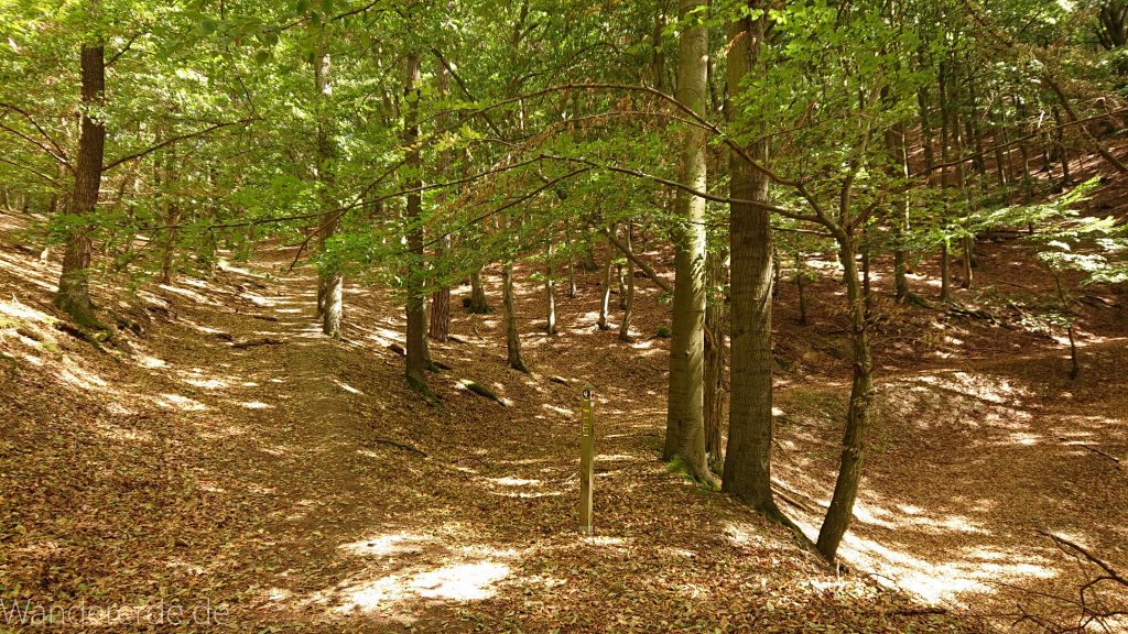 Urwaldsteig von Hemfurth nach Bringhausen zur Jausenstation, Nationalpark Kellerwald Edersee, naturbelassener Pfad im schönen Wald