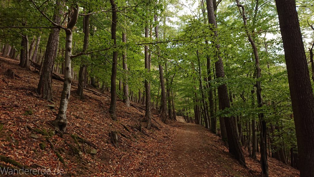 Urwaldsteig von Hemfurth nach Bringhausen zur Jausenstation, Nationalpark Kellerwald Edersee, naturbelassener Pfad im schönen Wald
