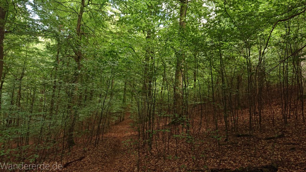 Urwaldsteig von Hemfurth nach Bringhausen zur Jausenstation, Nationalpark Kellerwald Edersee