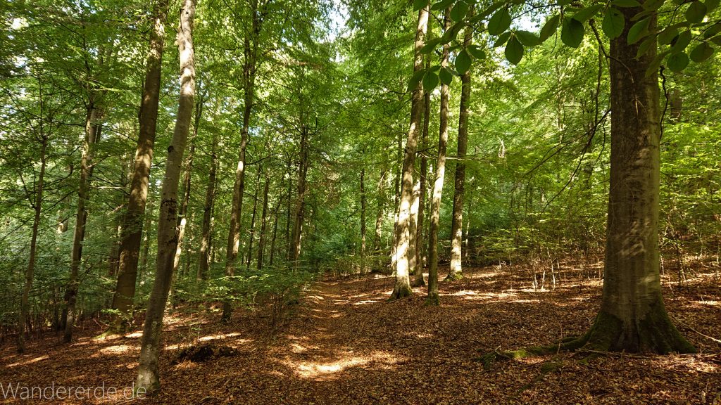 Urwaldsteig von Hemfurth nach Bringhausen zur Jausenstation, Nationalpark Kellerwald Edersee