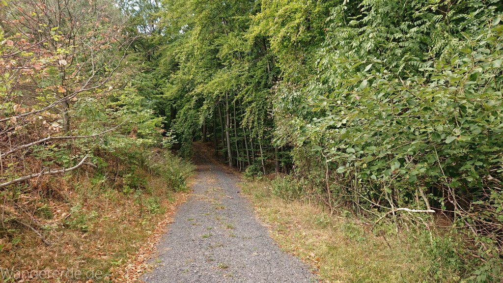 Urwaldsteig von Hemfurth nach Bringhausen zur Jausenstation, Nationalpark Kellerwald Edersee, naturbelassener Pfad im schönen Wald