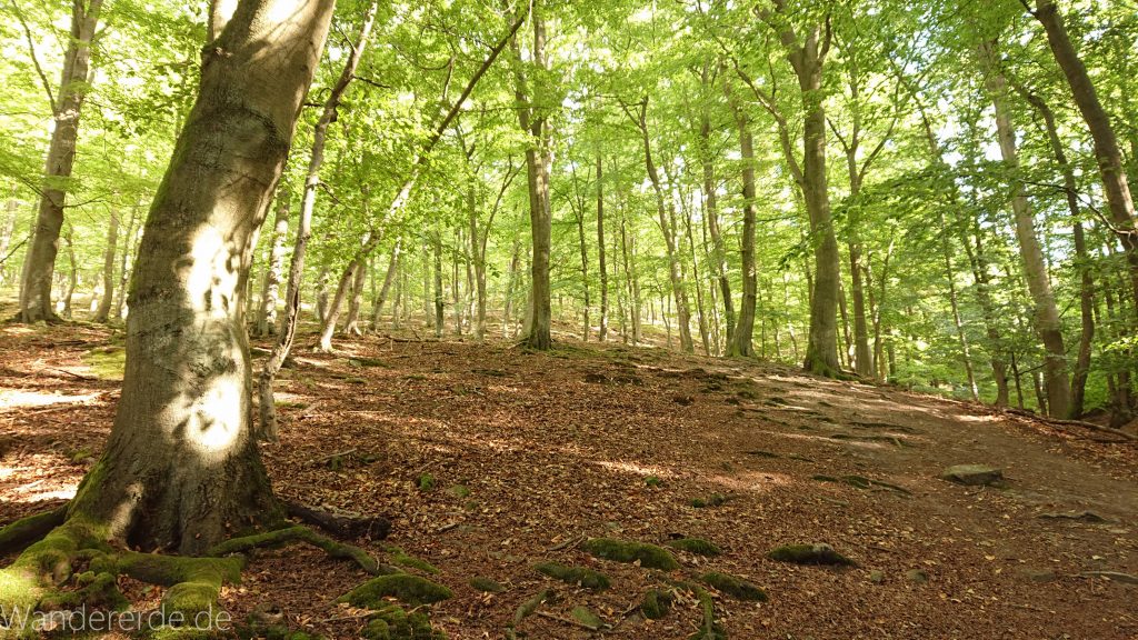 Urwaldsteig von Hemfurth nach Bringhausen zur Jausenstation, Nationalpark Kellerwald Edersee