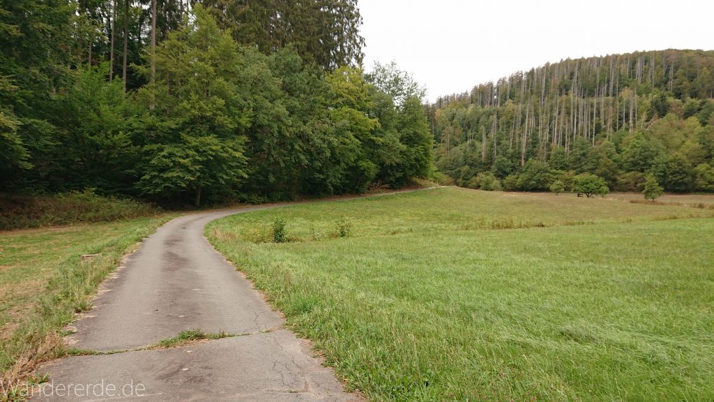Von Frebershausen zum Quernst, zum Elisabetherplatz und zur Wolfsgrube, Wanderweg im schönen Wald im Nationalpark Kellerwald Edersee über naturbelassene Pfade, schöner Wald