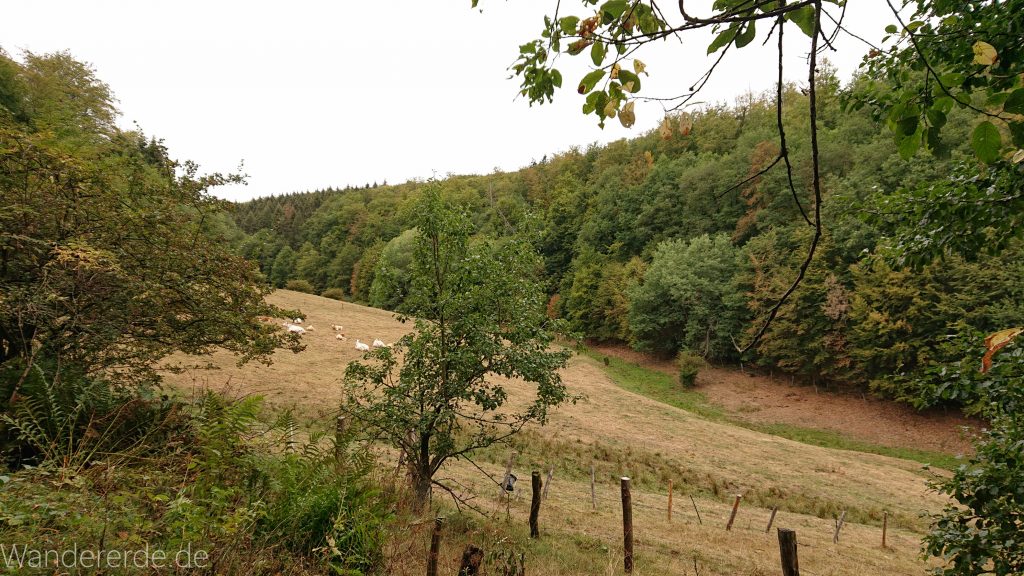 Von Frebershausen zum Quernst, zum Elisabetherplatz und zur Wolfsgrube, Wanderweg im schönen Wald im Nationalpark Kellerwald Edersee über naturbelassene Pfade, schöner Wald