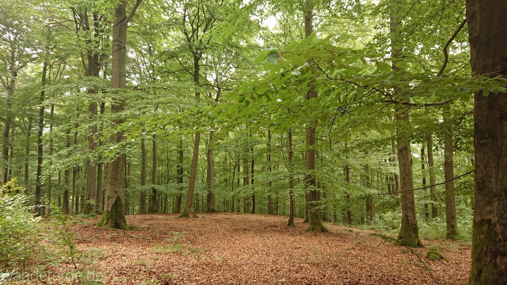 Von Frebershausen zum Quernst, zum Elisabetherplatz und zur Wolfsgrube, Wanderweg im schönen Wald im Nationalpark Kellerwald Edersee über naturbelassene Pfade, schöner Wald