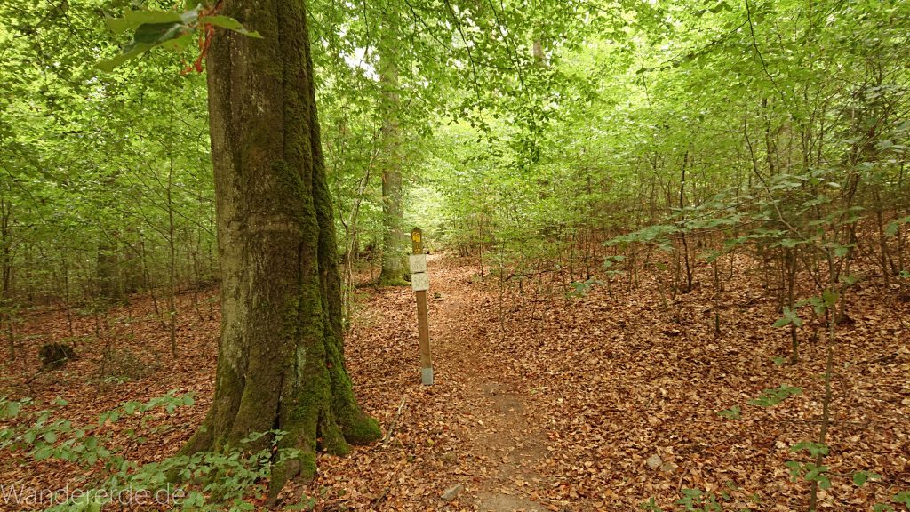 Von Frebershausen zum Quernst, zum Elisabetherplatz und zur Wolfsgrube, Wanderweg im schönen Wald im Nationalpark Kellerwald Edersee über naturbelassene Pfade, schöner Wald